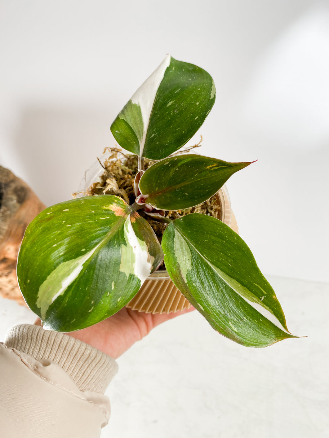 Philodendron White Knight  Tricolor Rooted