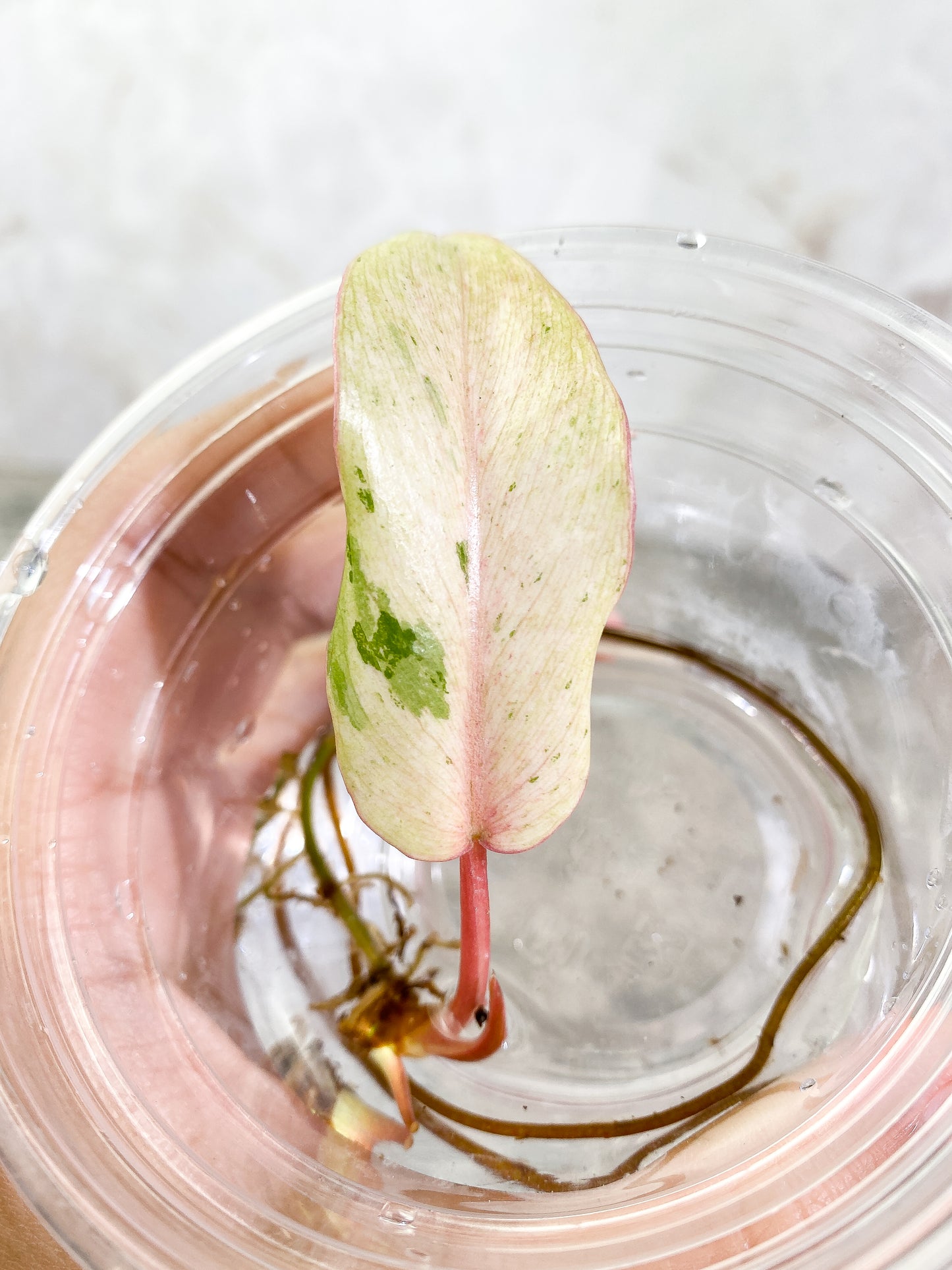 Philodendron Snowdrifts 1 leaf 2 sprouts Rooting node
