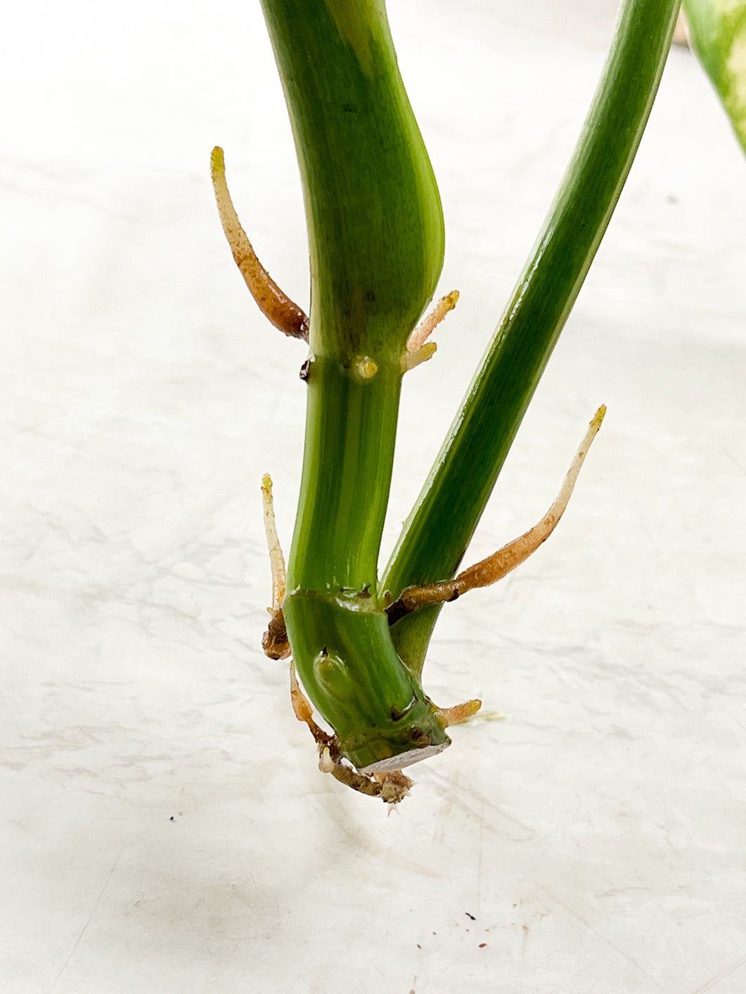 Philodendron Domesticum Variegated 2 leaves top cutting rooting