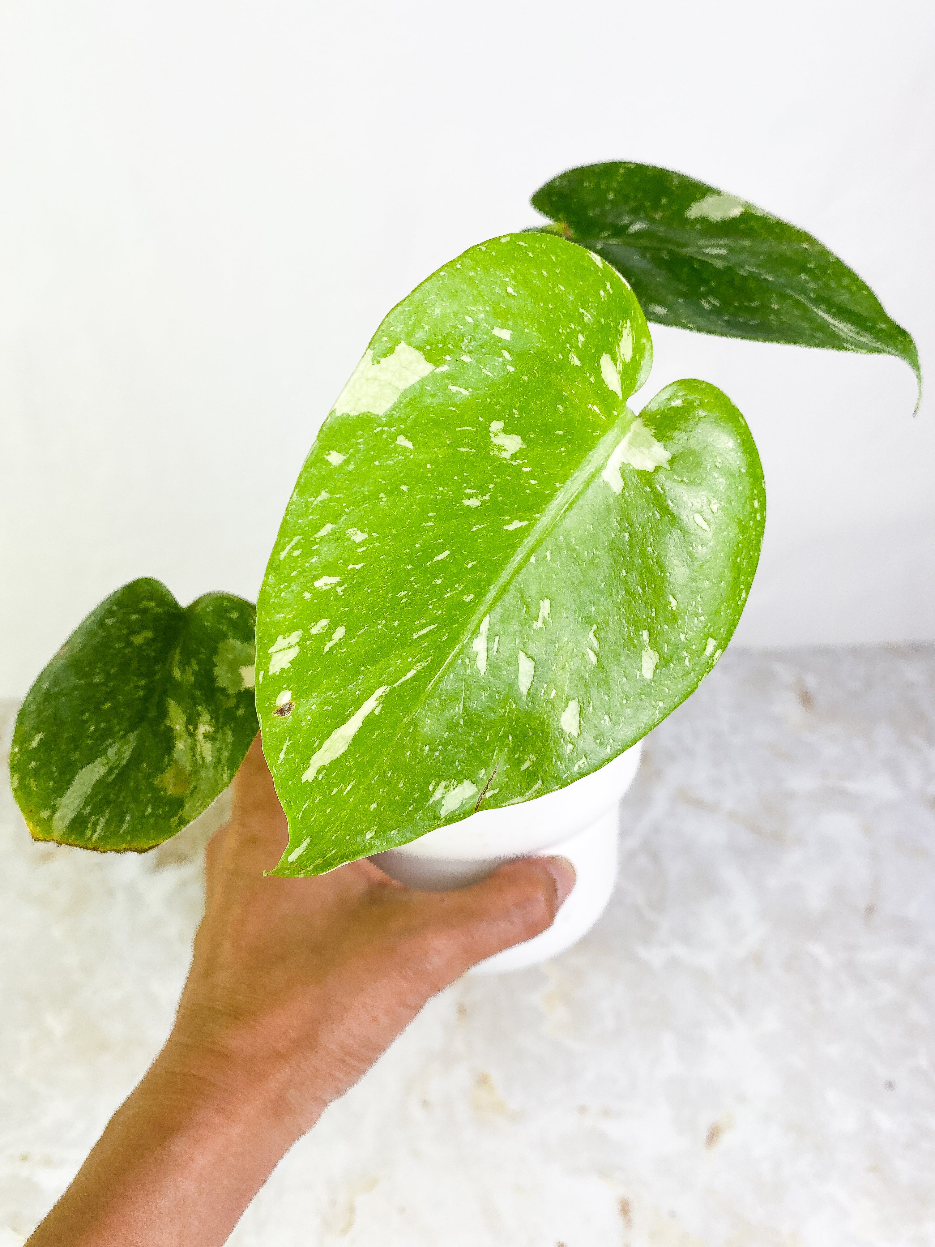 Monstera Thai Constellation  3 leaves Rooted Highly Variegated