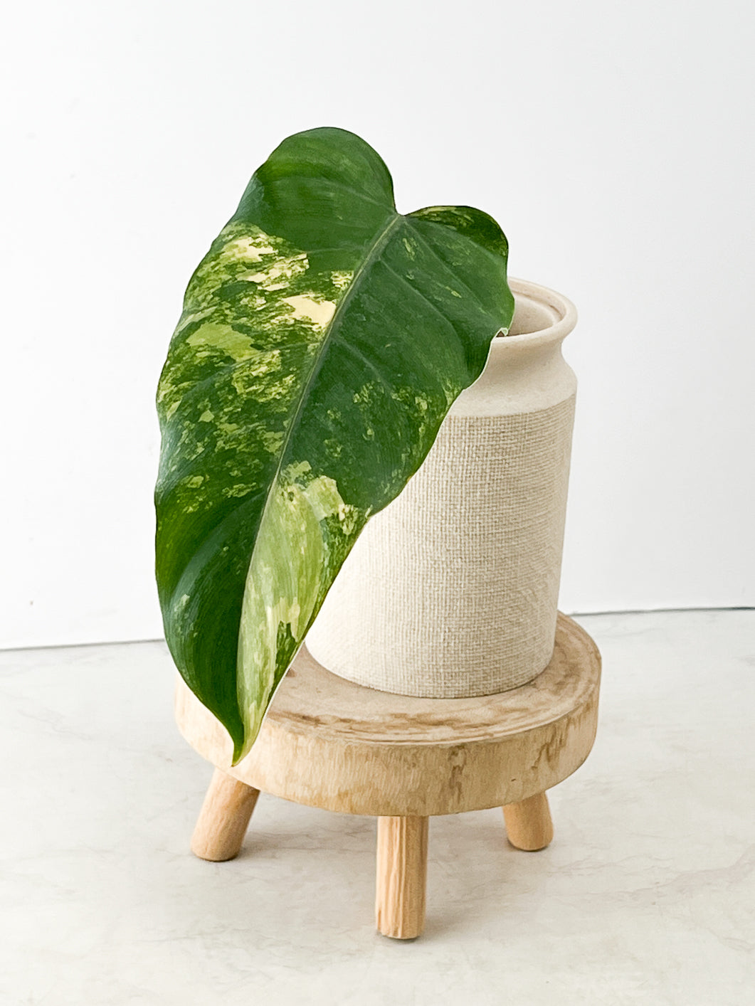 Philodendron Domesticum Variegated 1 leaf multiple nodes