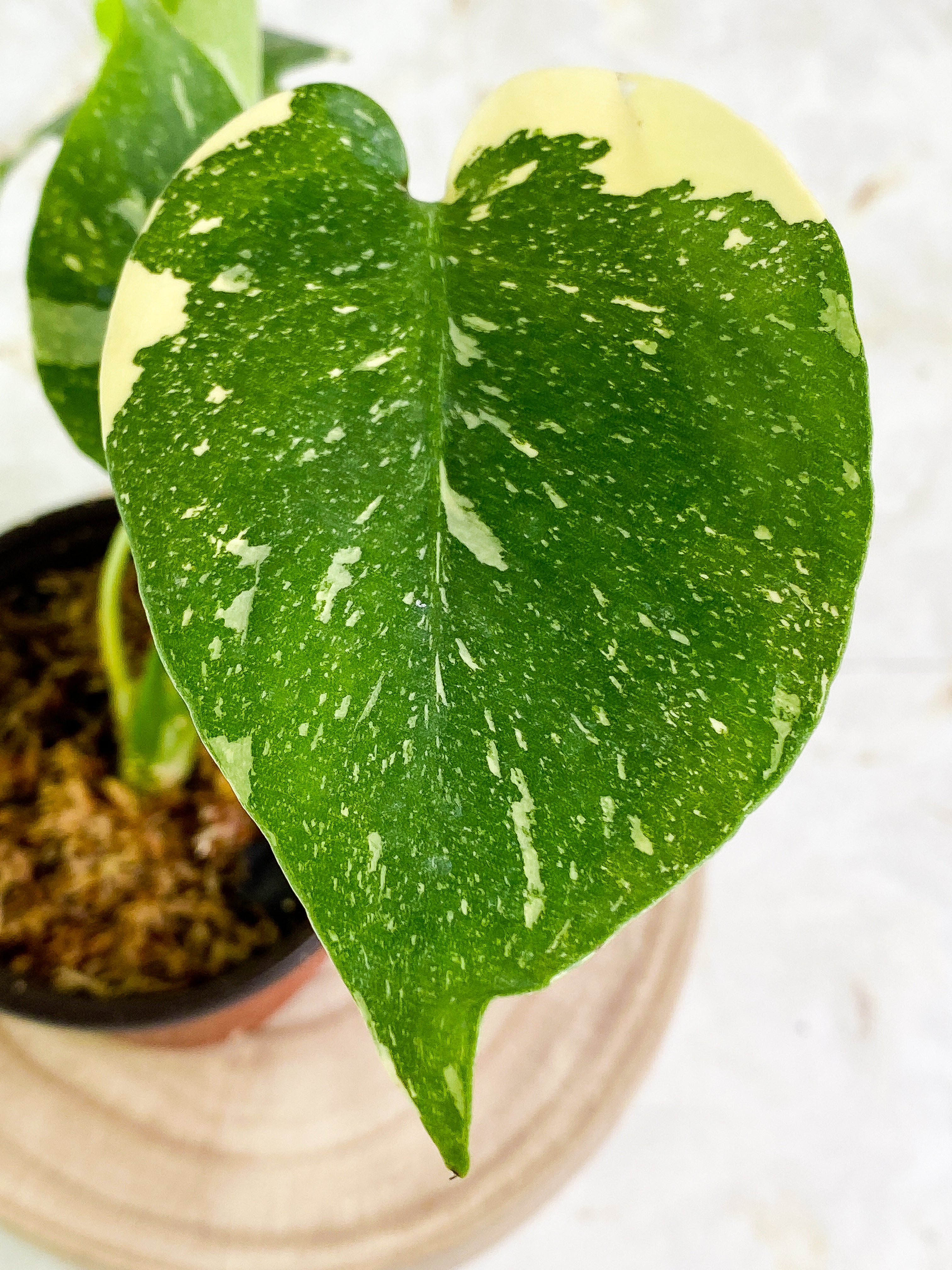 Monstera Thai Constellation  4 leaves Rooted Highly Variegated