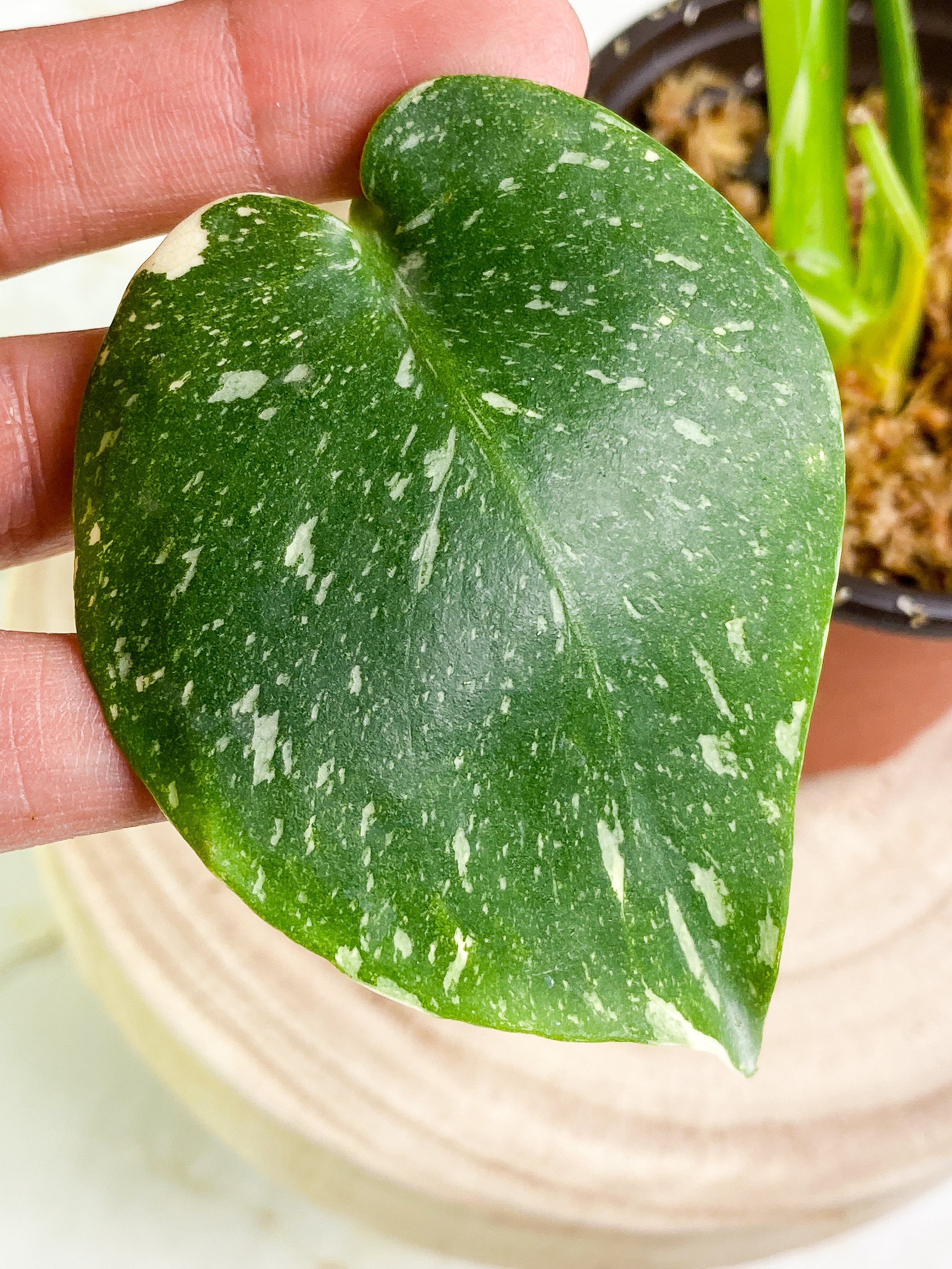 Monstera Thai Constellation  4 leaves Rooted Highly Variegated