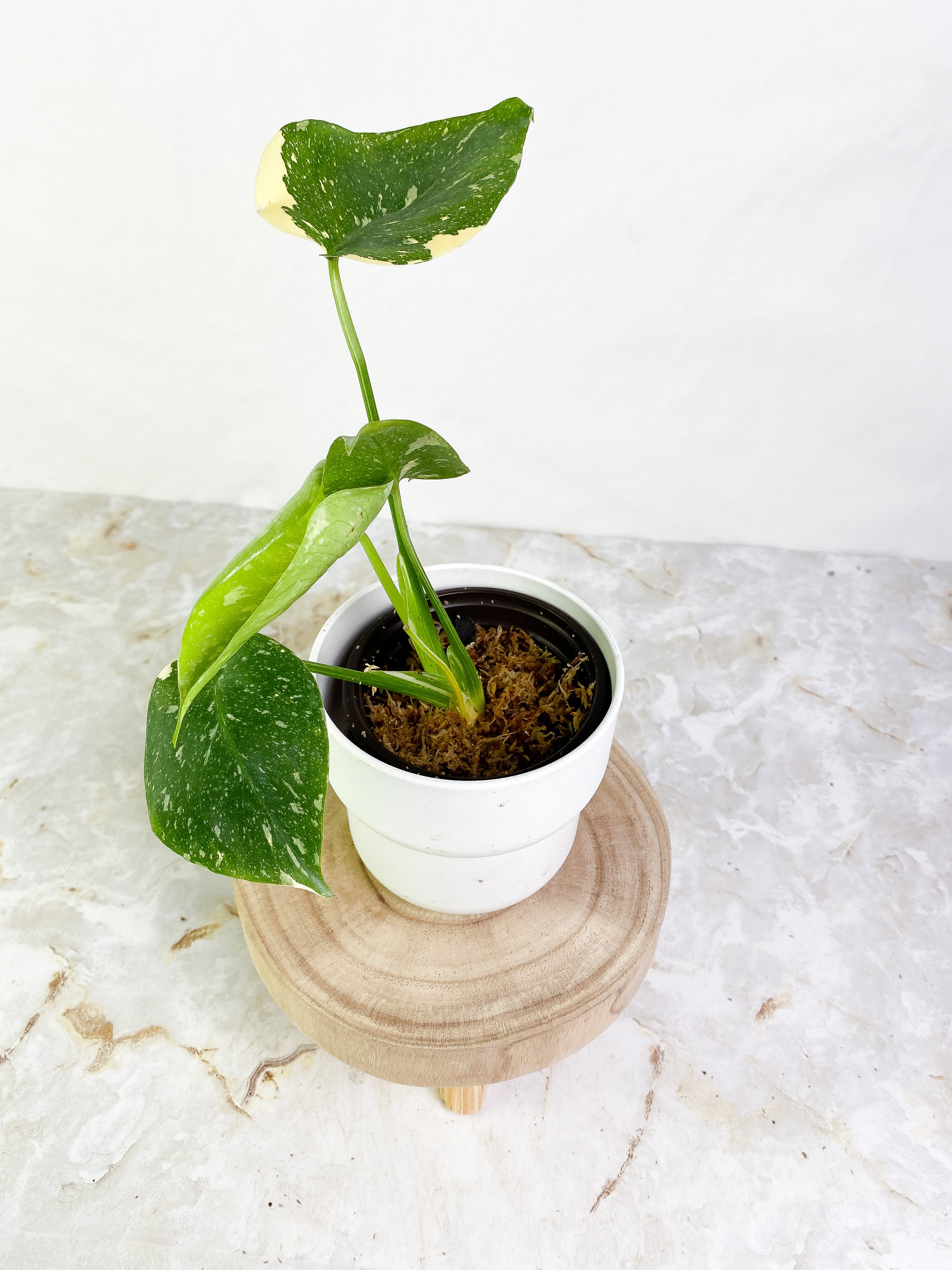 Monstera Thai Constellation  4 leaves Rooted Highly Variegated