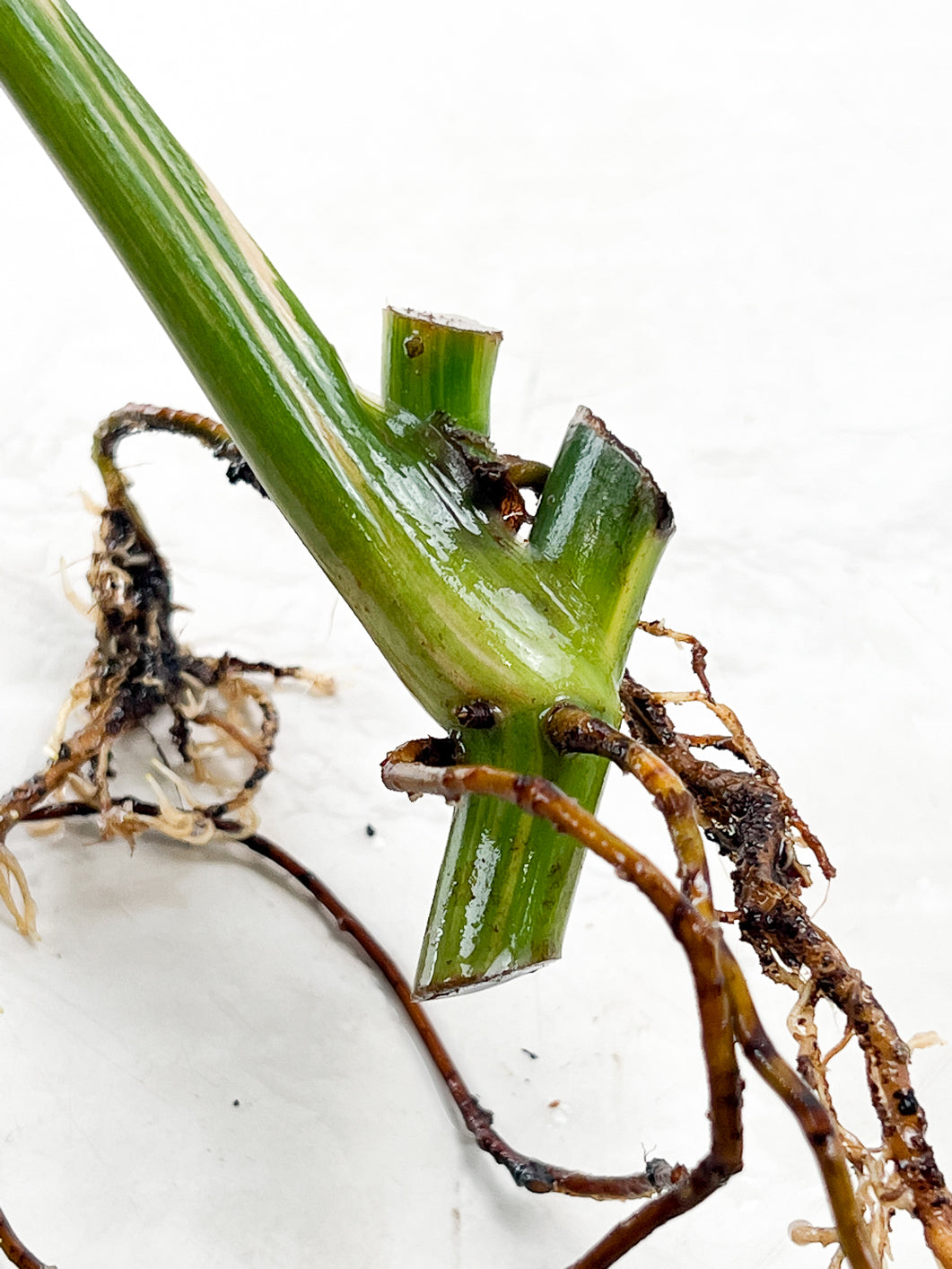 Philodendron Domesticum Variegated 1 leaf multiple nodes