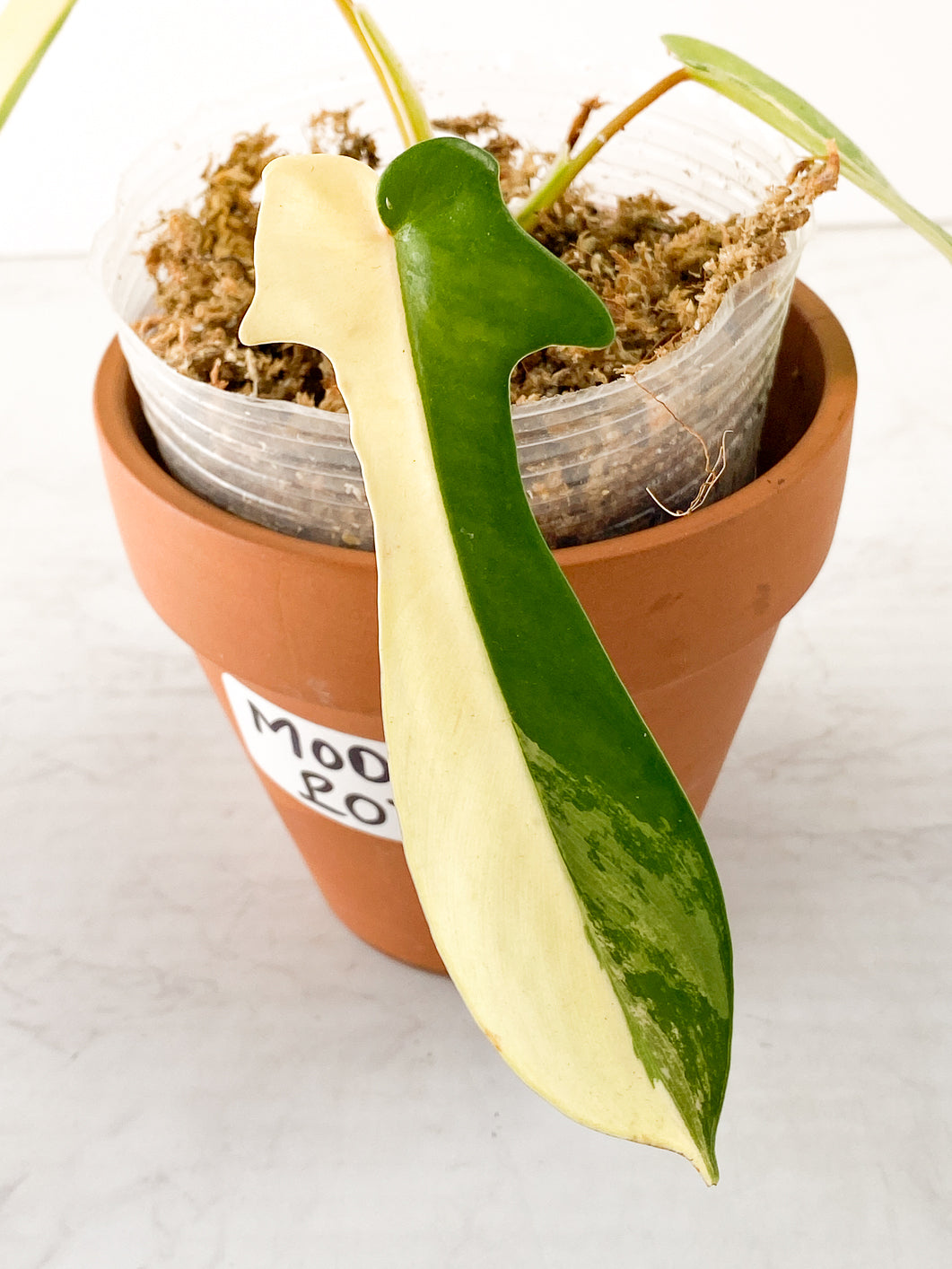 Philodendron Florida Beauty 3 leaves Slightly Rooted