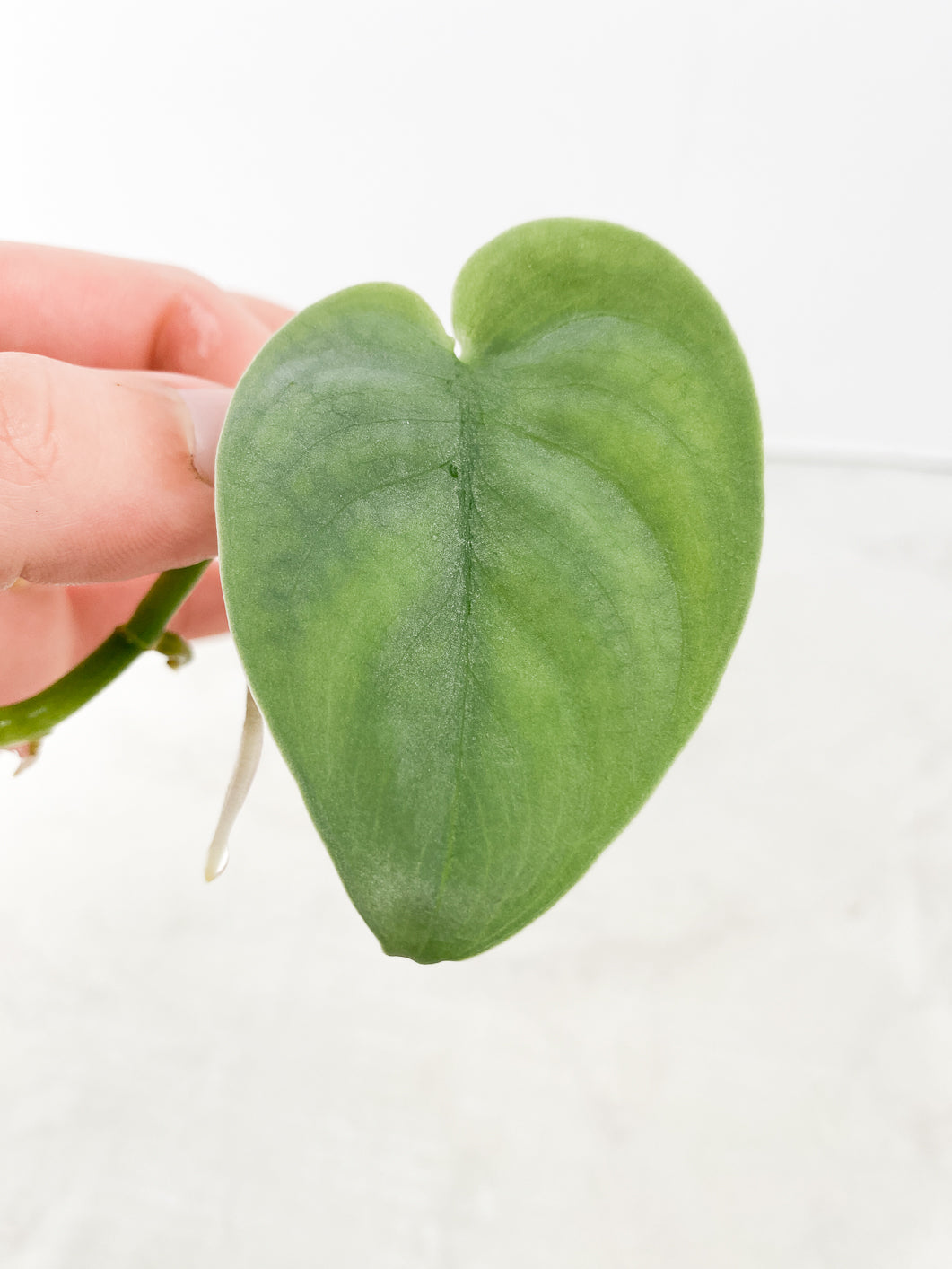 Scindapsus Platinum 1 leaf 1 new growth