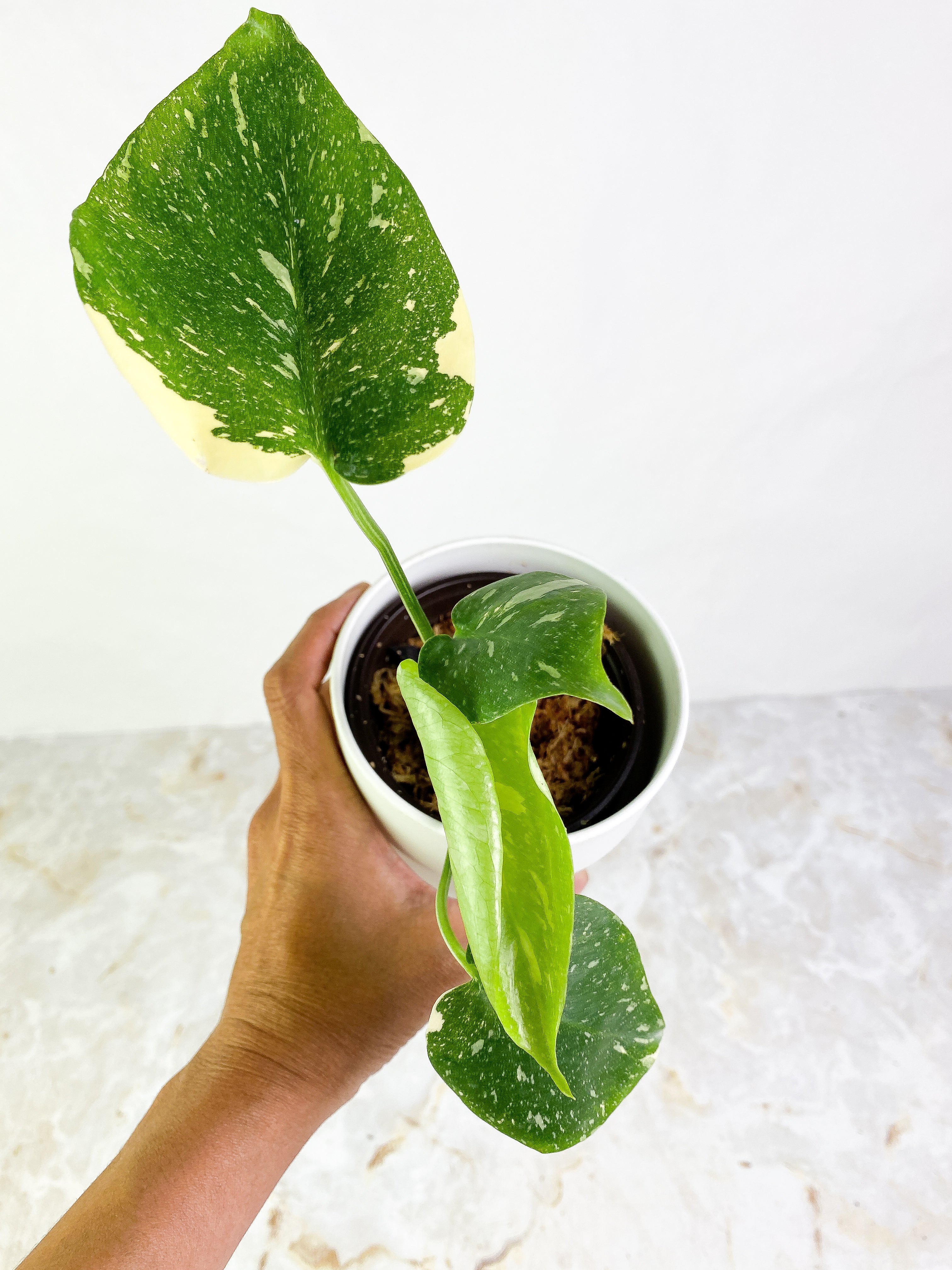 Monstera Thai Constellation  4 leaves Rooted Highly Variegated