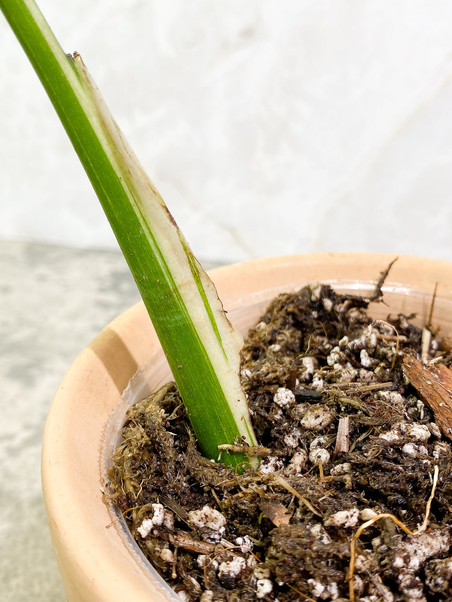 Monstera Thai Constellation 1 leaf slightly rooted