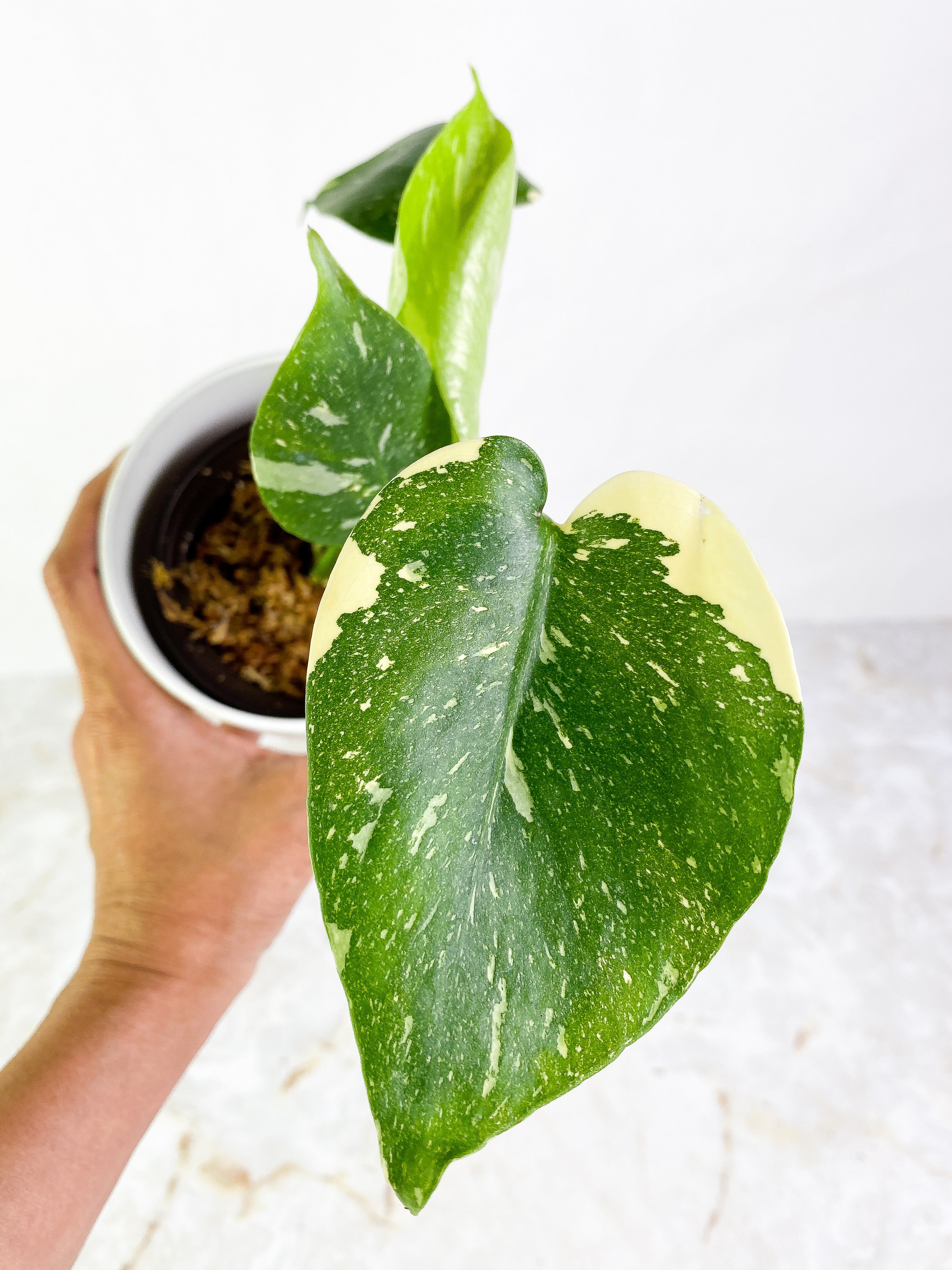 Monstera Thai Constellation  4 leaves Rooted Highly Variegated