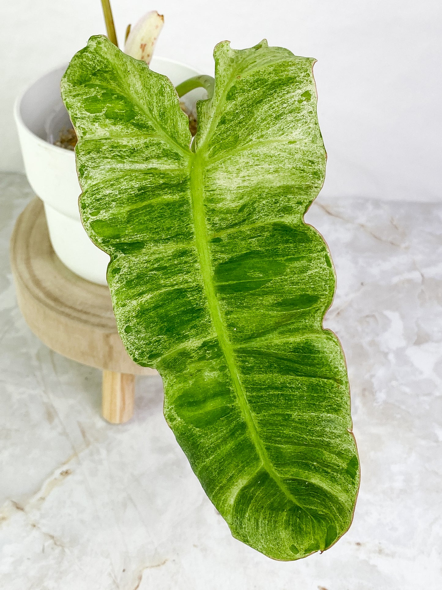 Philodendron Paraiso Verde Rooted 2 leaves 1 sprout Top Cutting Highly Variegated