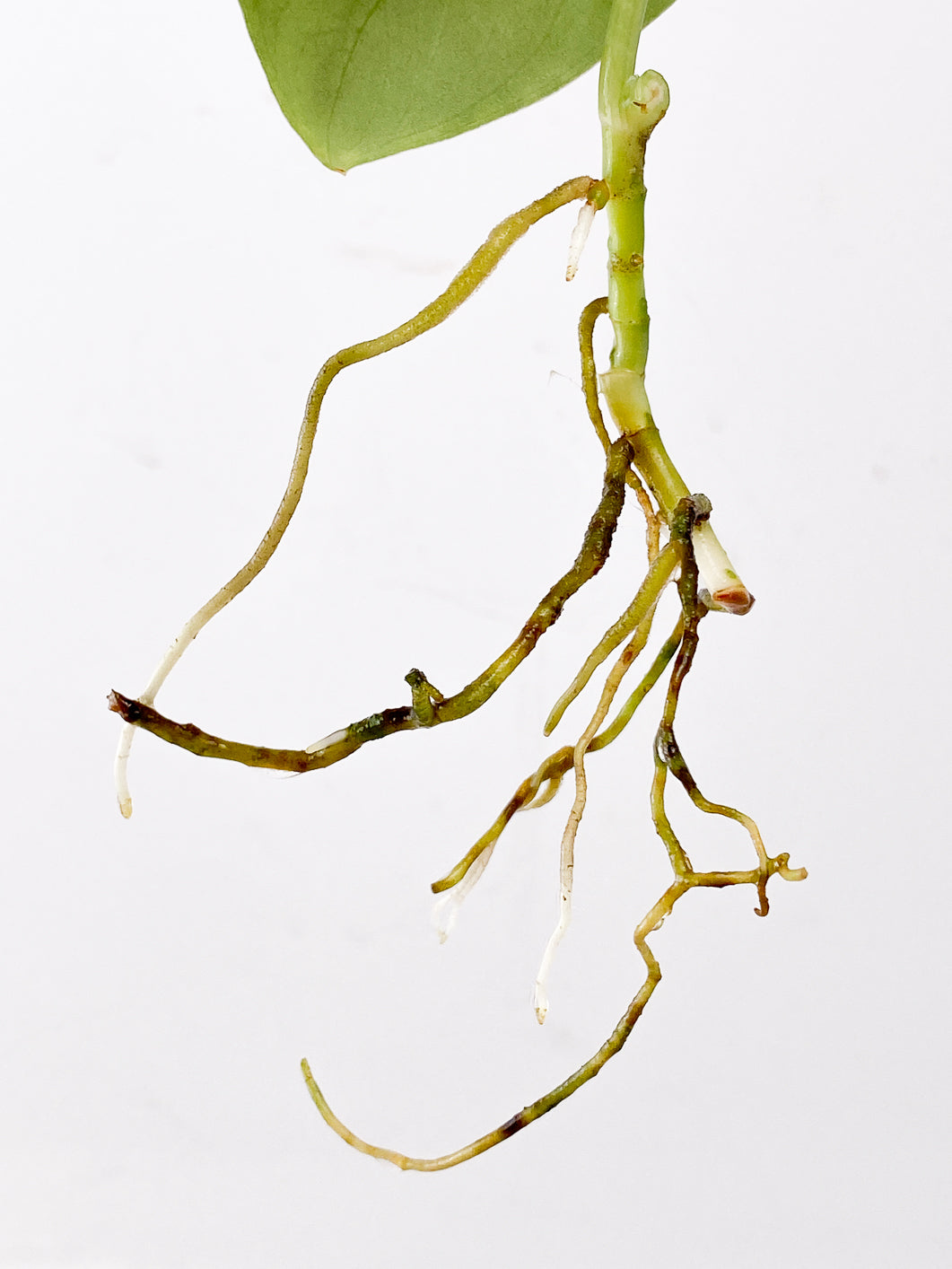FOR SUSAN: Scindapsus Platinum 1 leaf multiple nodes