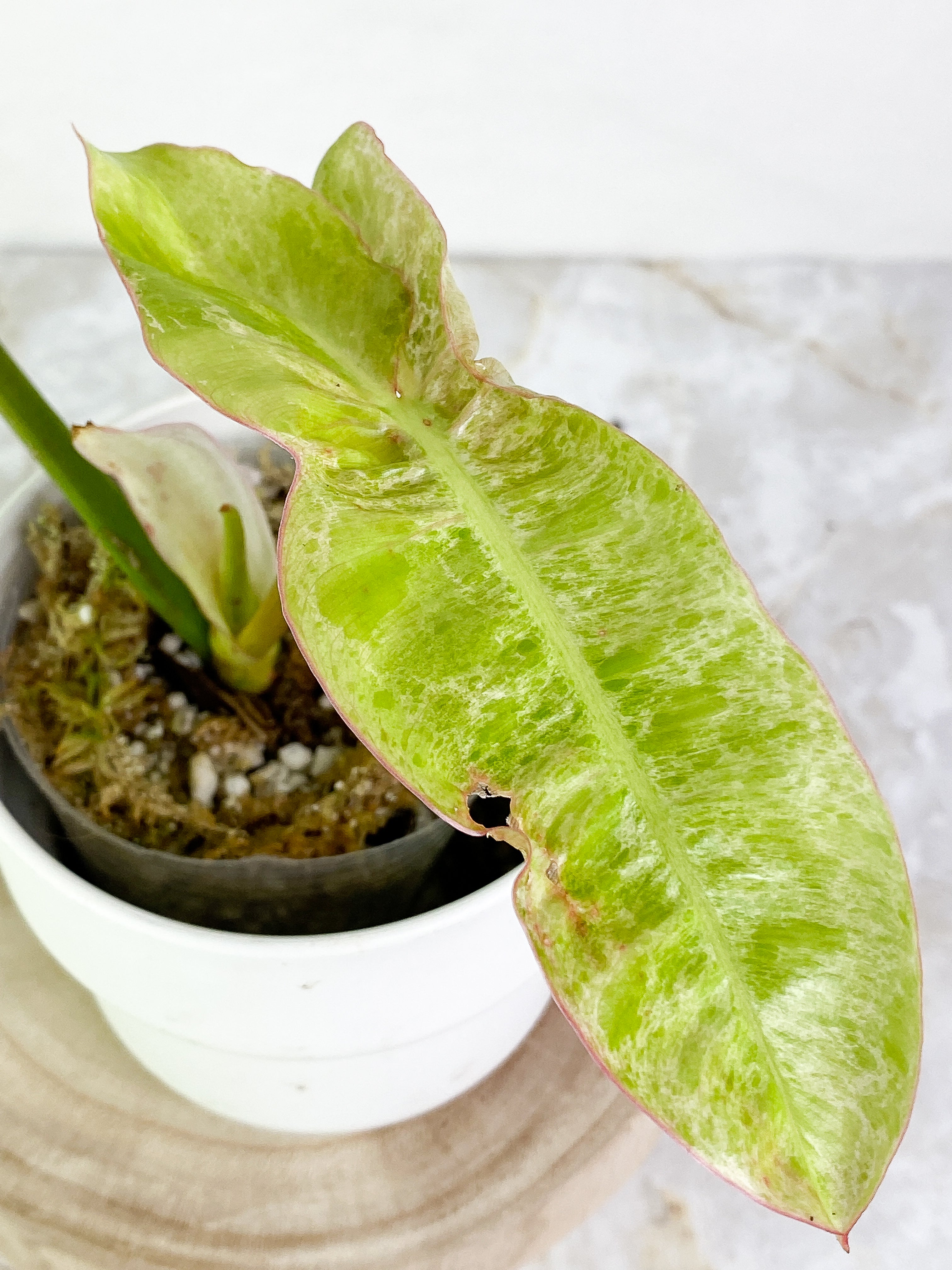 Philodendron Paraiso Verde Rooted 2 leaves 1 sprout Top Cutting Highly Variegated