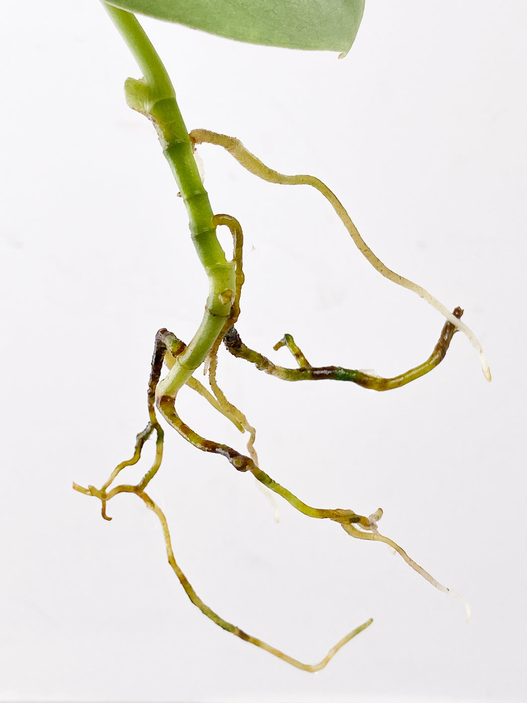FOR SUSAN: Scindapsus Platinum 1 leaf multiple nodes
