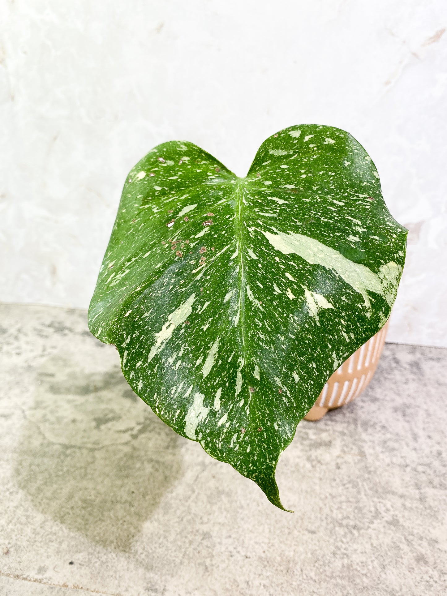 Monstera Thai Constellation 1 leaf slightly rooted