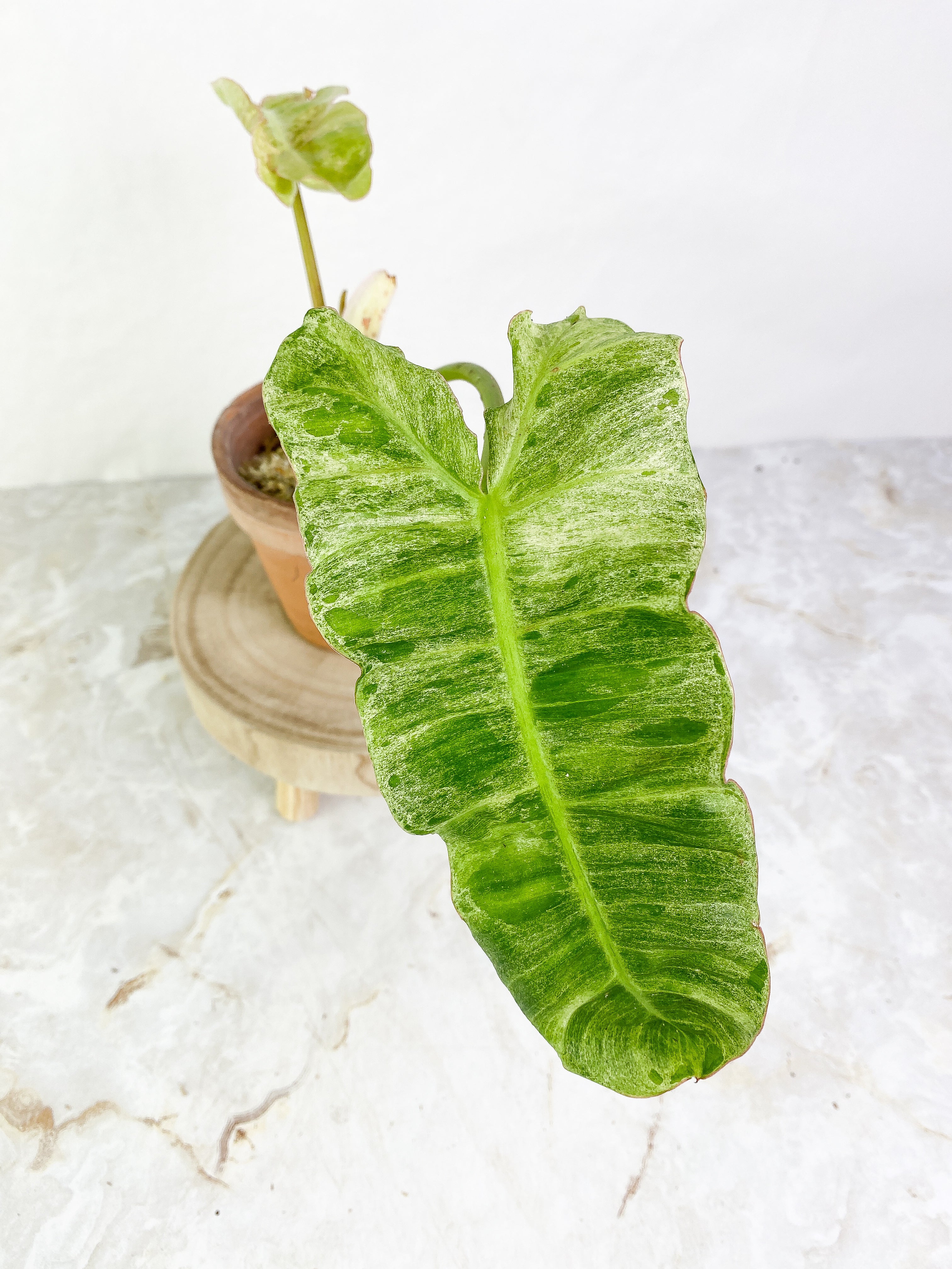 Philodendron Paraiso Verde Rooted 2 leaves 1 sprout Top Cutting Highly Variegated