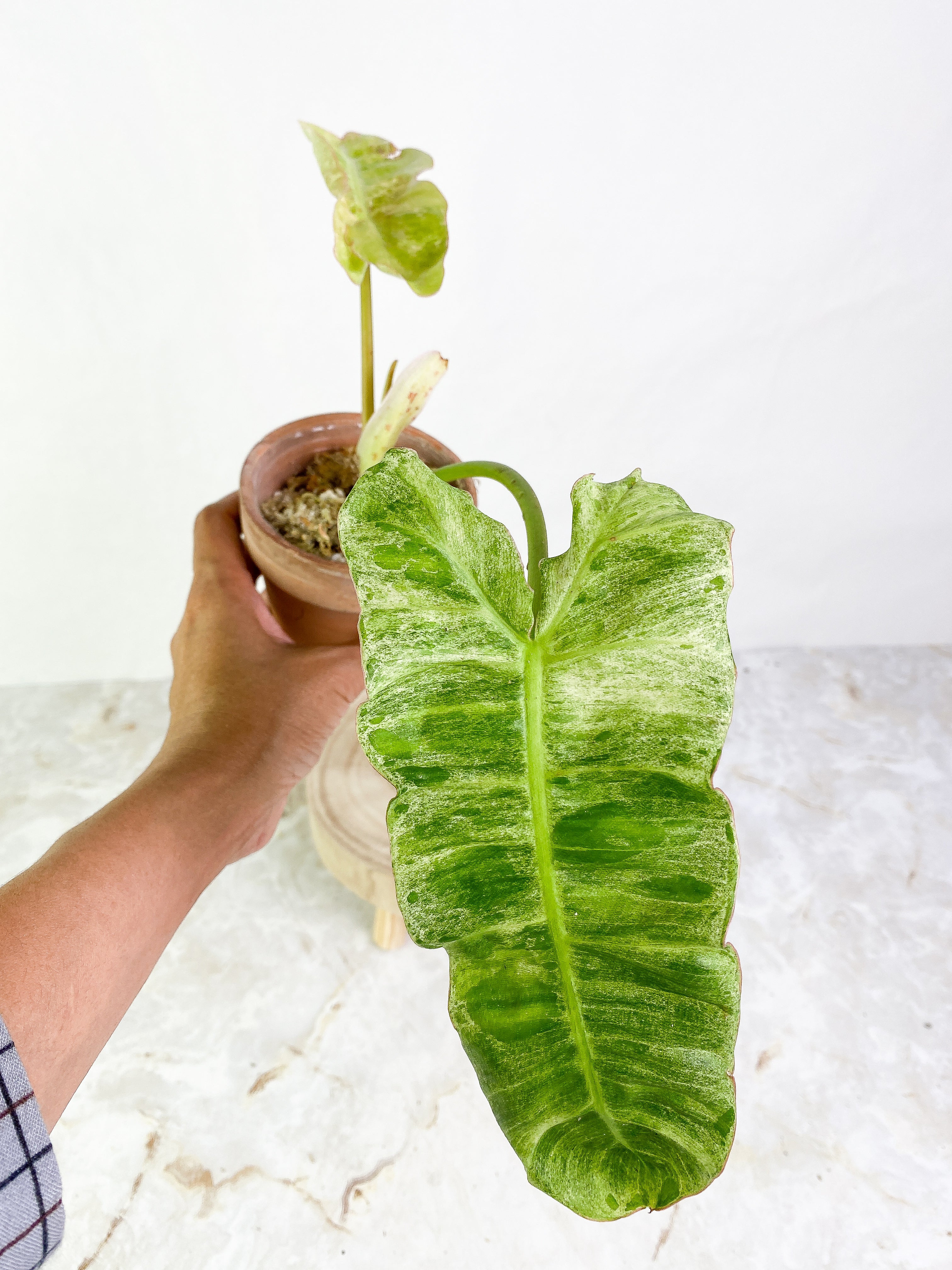 Philodendron Paraiso Verde Rooted 2 leaves 1 sprout Top Cutting Highly Variegated