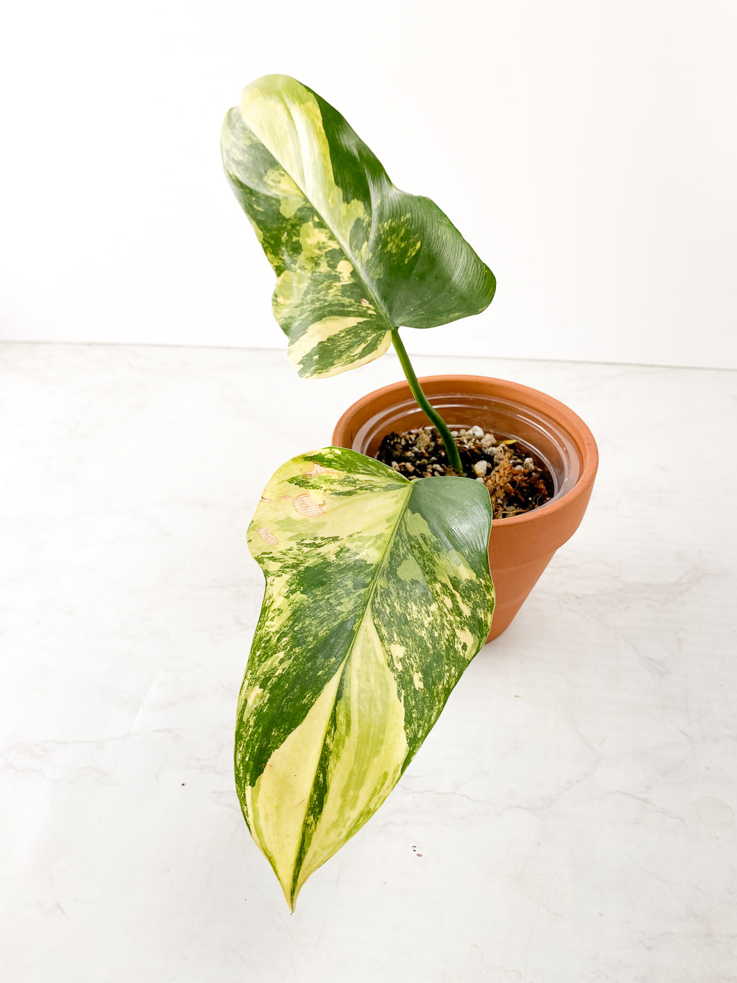 Philodendron  Bipenifolium Variegated  2 leaves Rooted