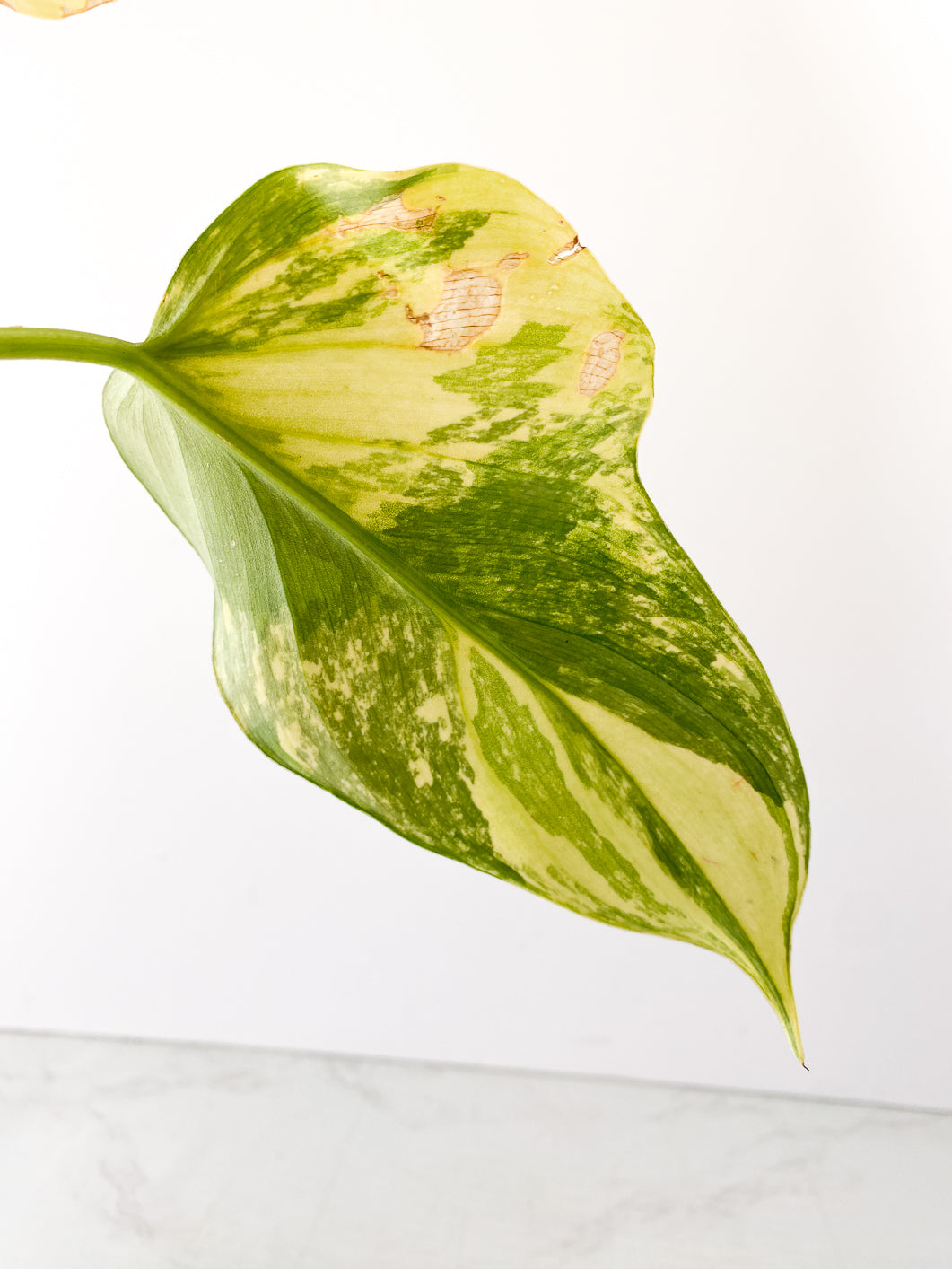 Philodendron  Bipenifolium Variegated  2 leaves Rooted