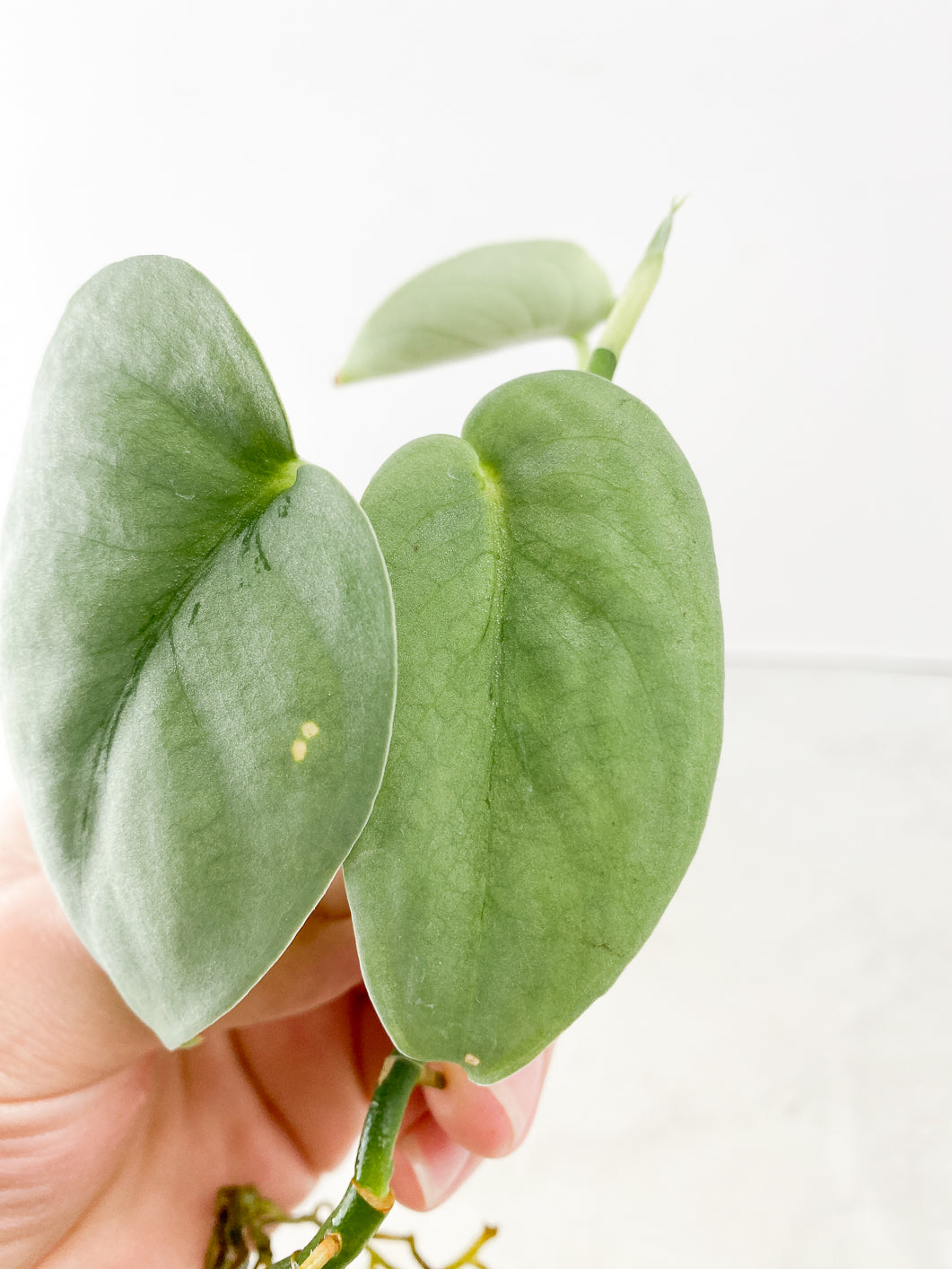 Scindapsus Platinum 3 leaves
