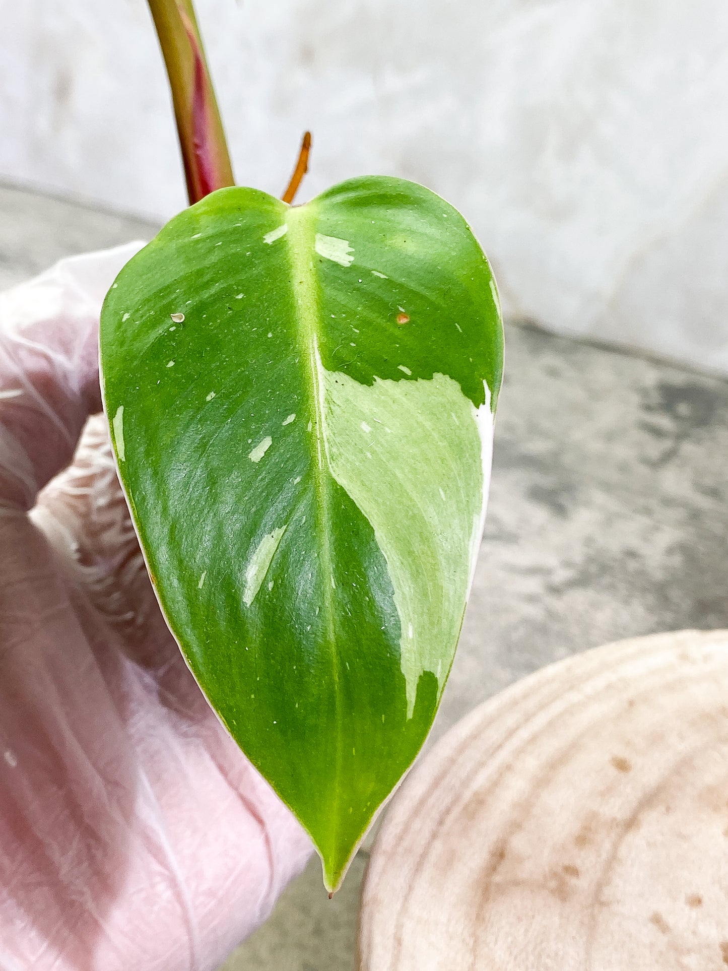 Philodendron White Princess 3 leaves Top Cutting Rooting