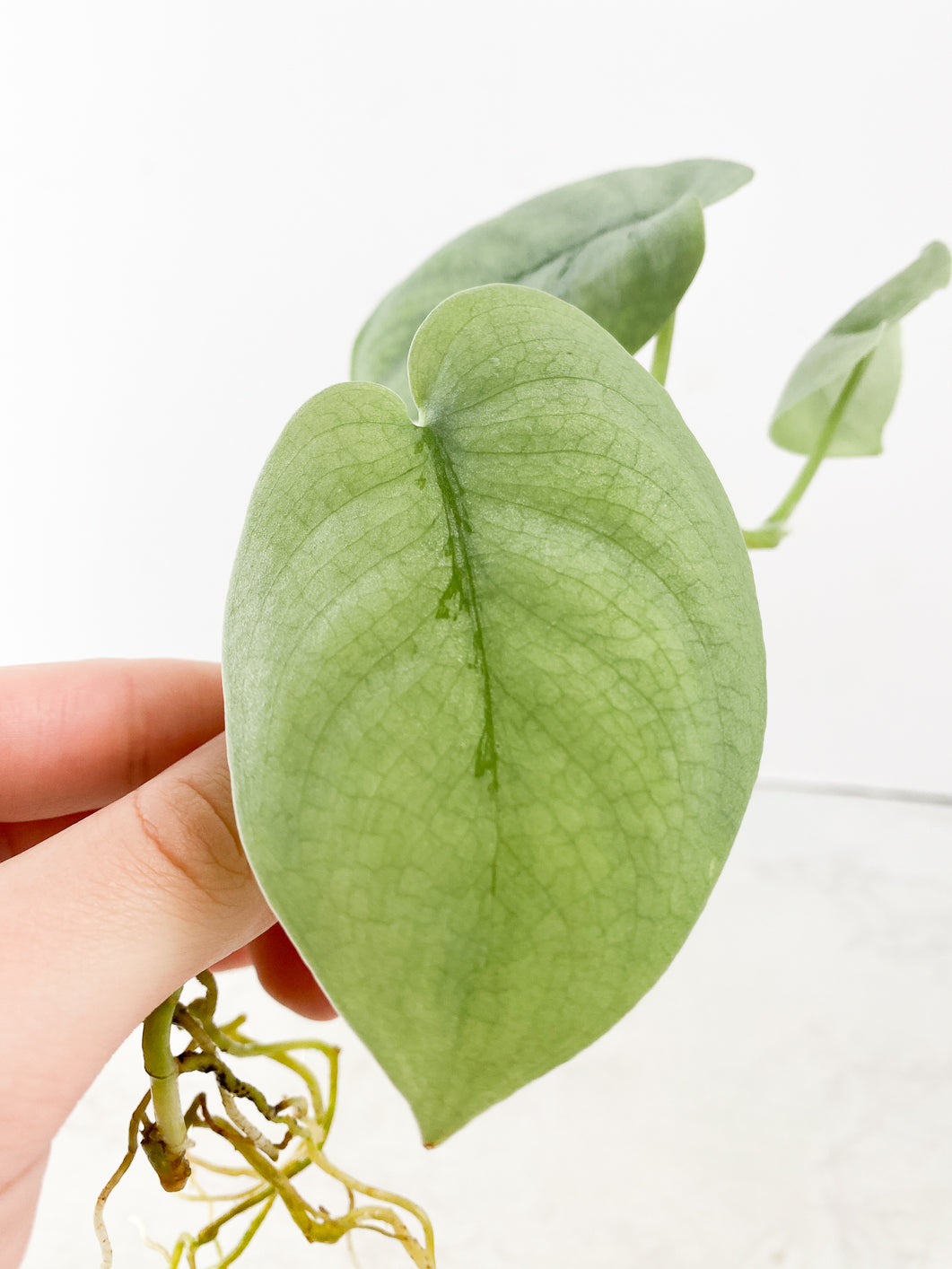 Scindapsus Platinum 3 leaves