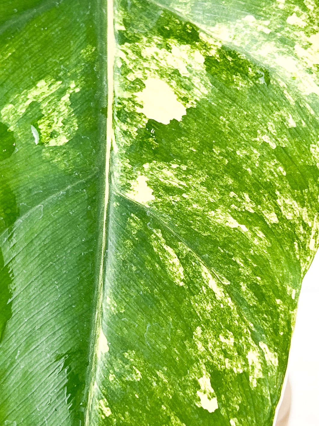 Philodendron Domesticum Variegated 1 leaf