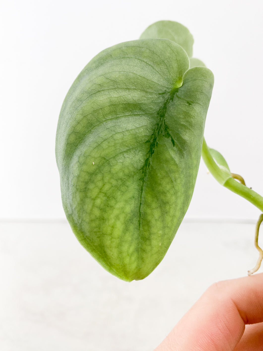 Scindapsus Platinum 3 leaves
