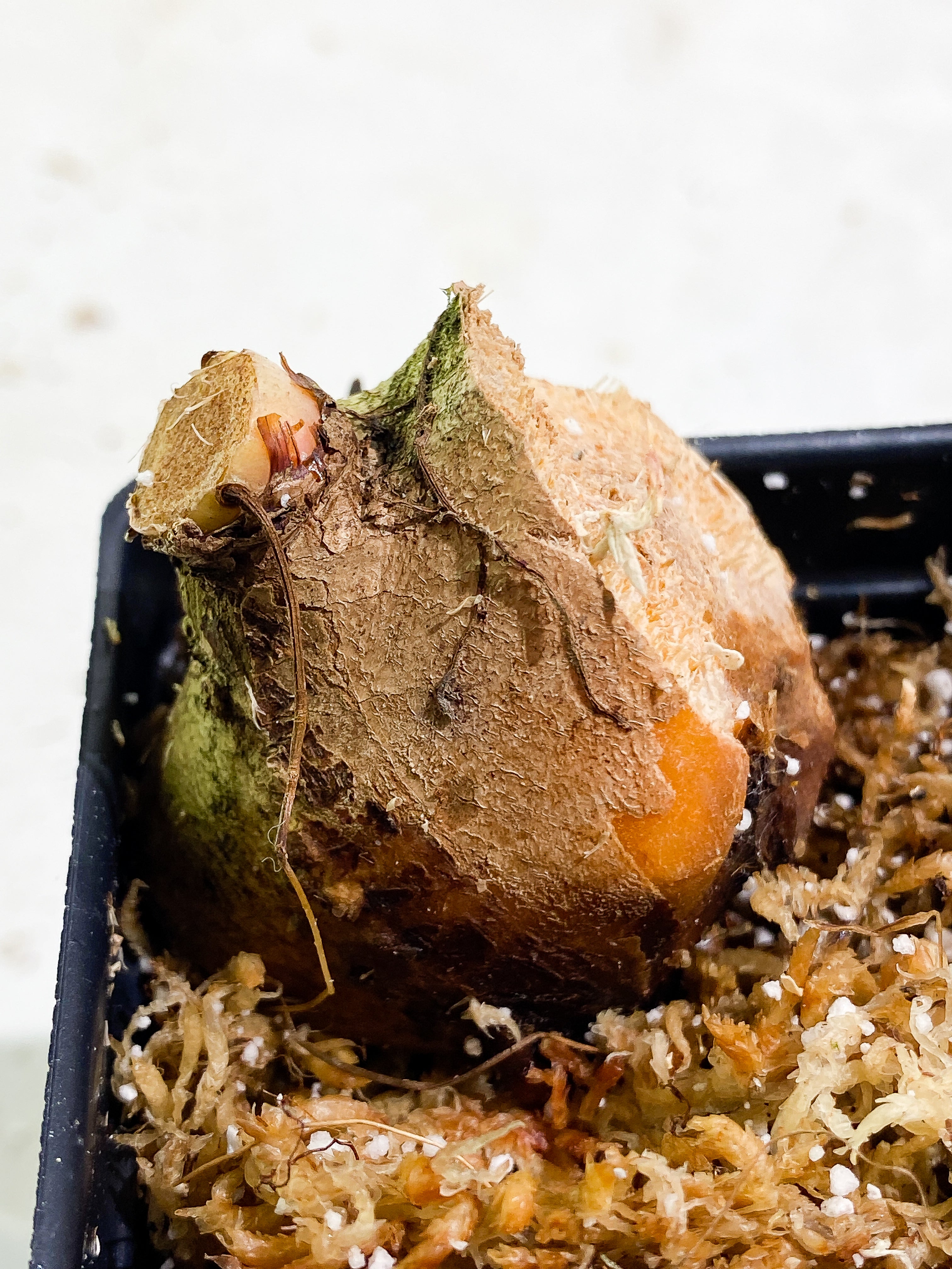 Philodendron verrucosum cobra Slightly Rooted chonk