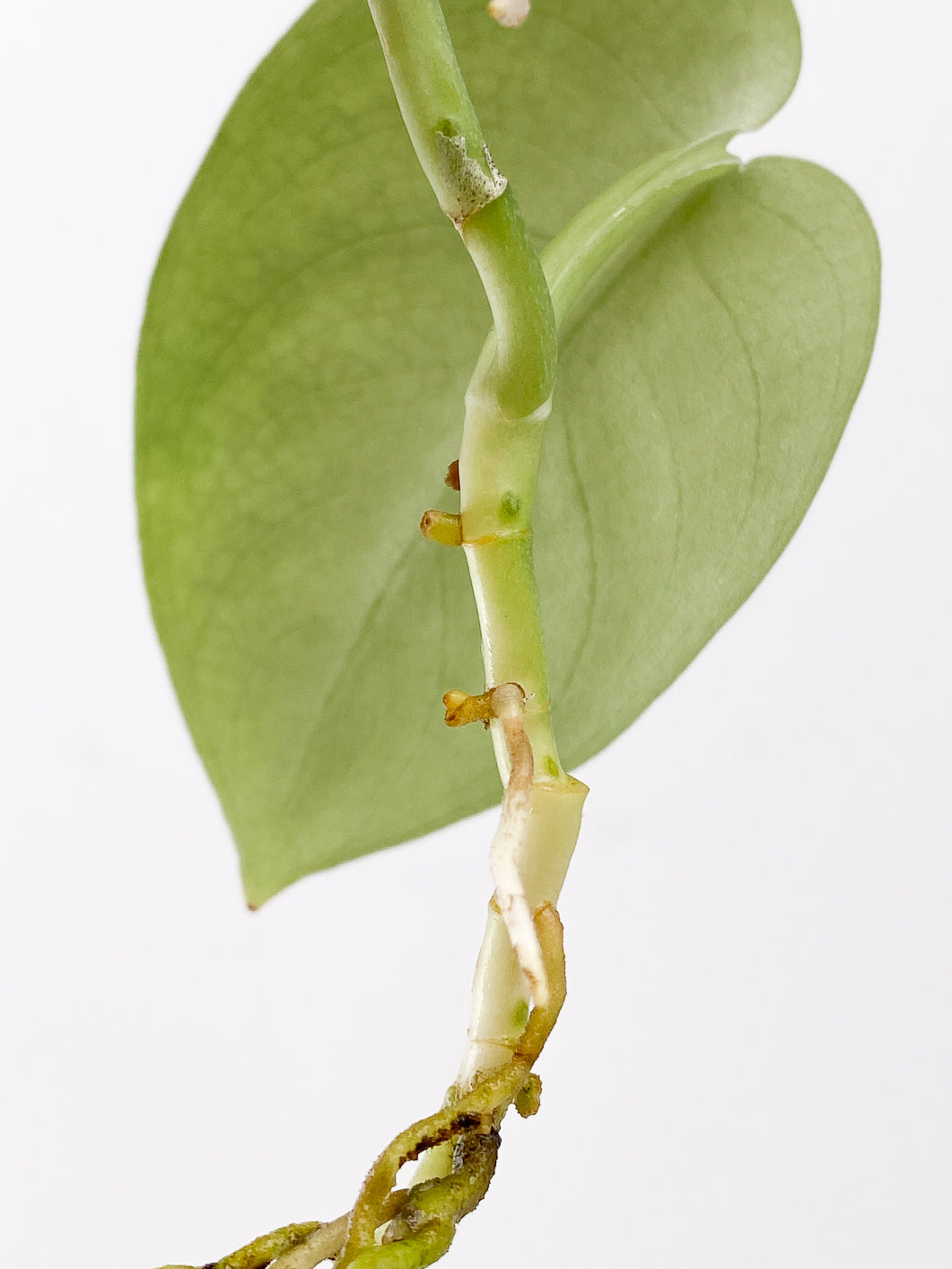 Scindapsus Platinum 3 leaves