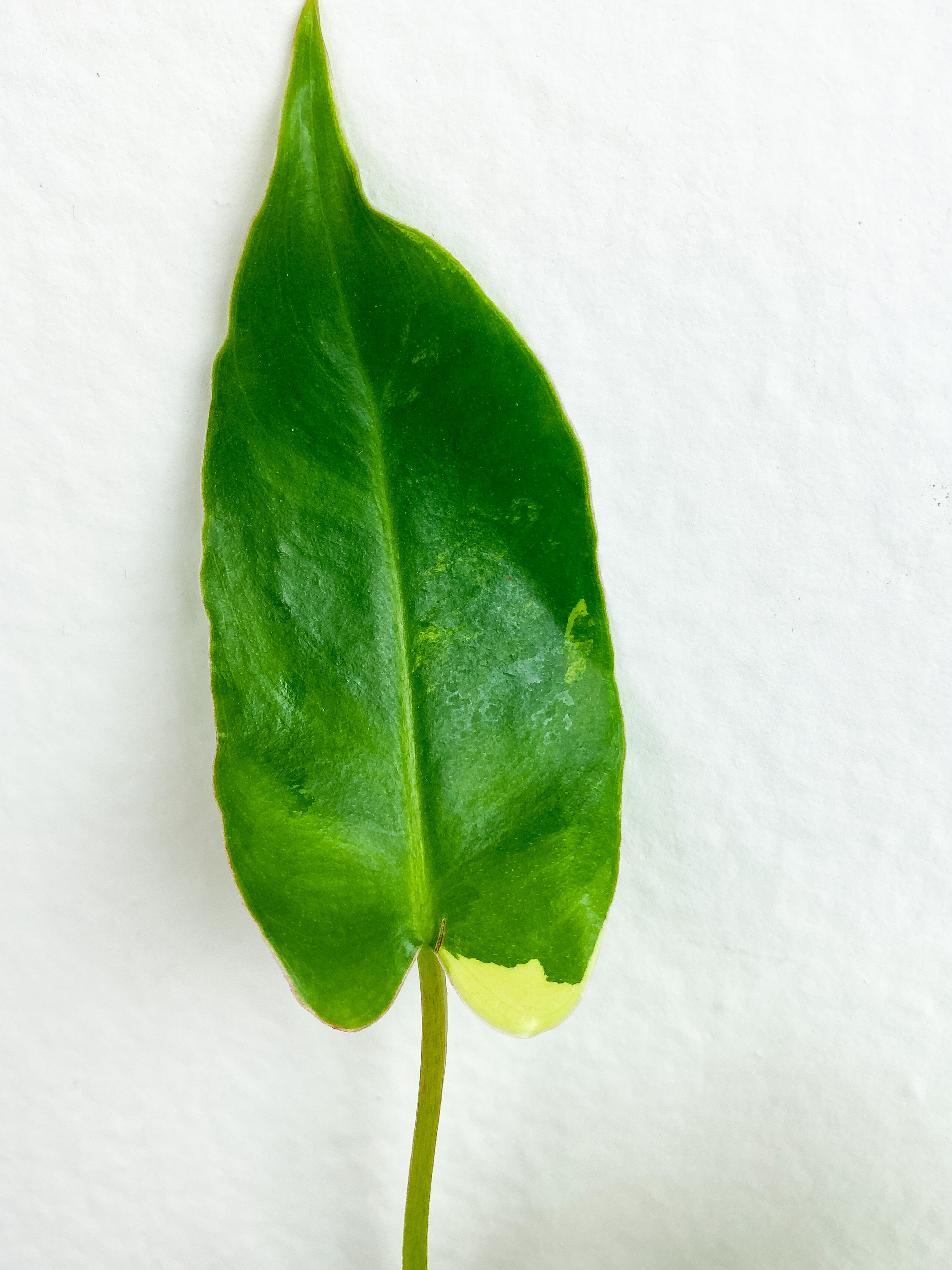 Philodendron Burle Marx Variegata Rooted 2 leaves and 3 sprouts