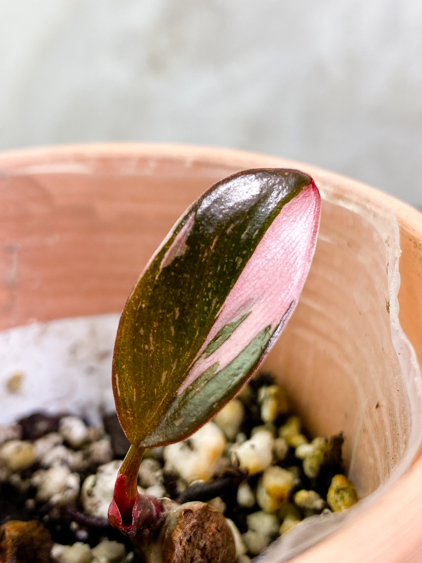 Philodendron Pink Princess Dark Cherry Rooted 1 leaf