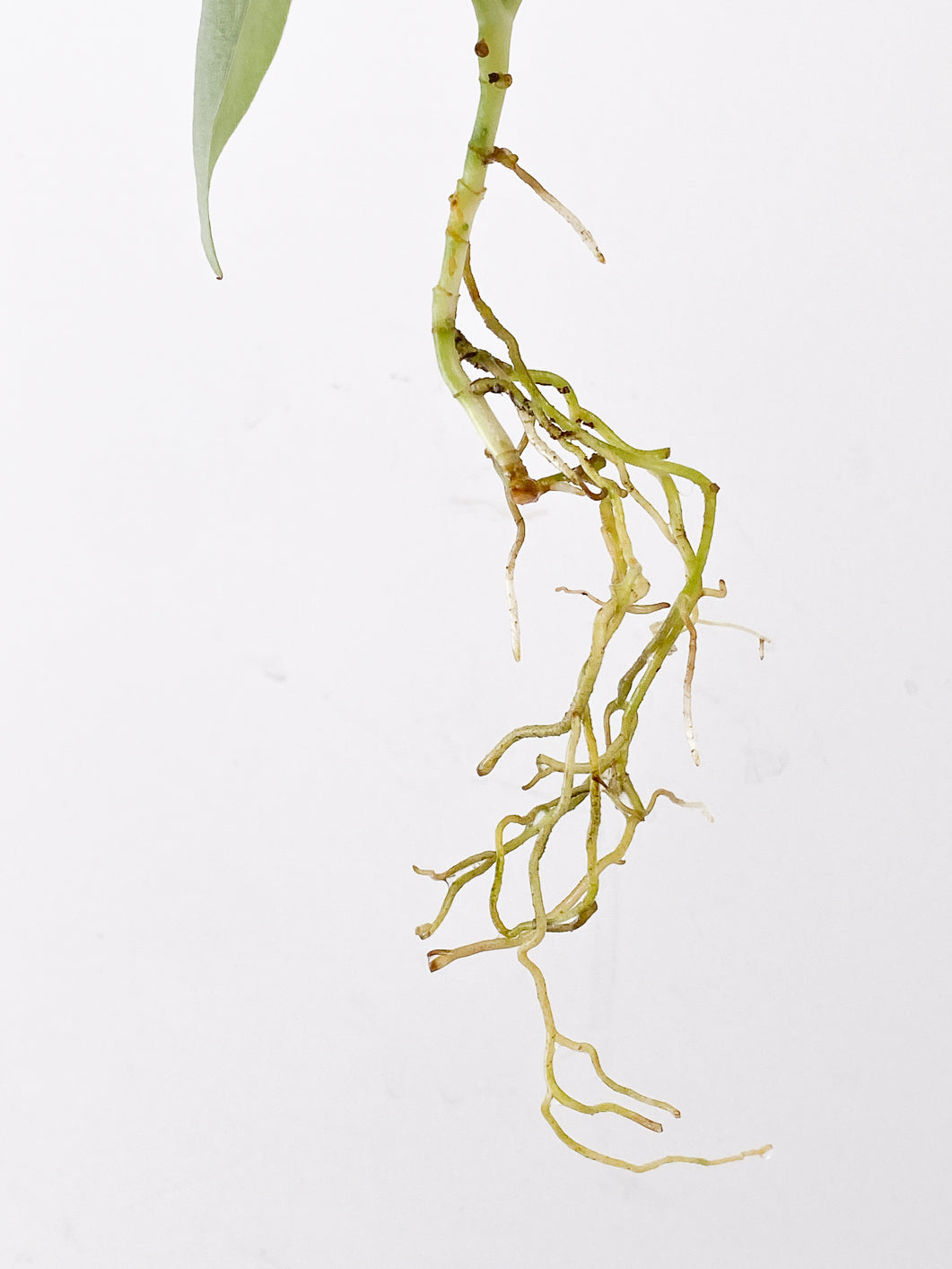 Scindapsus Platinum 3 leaves