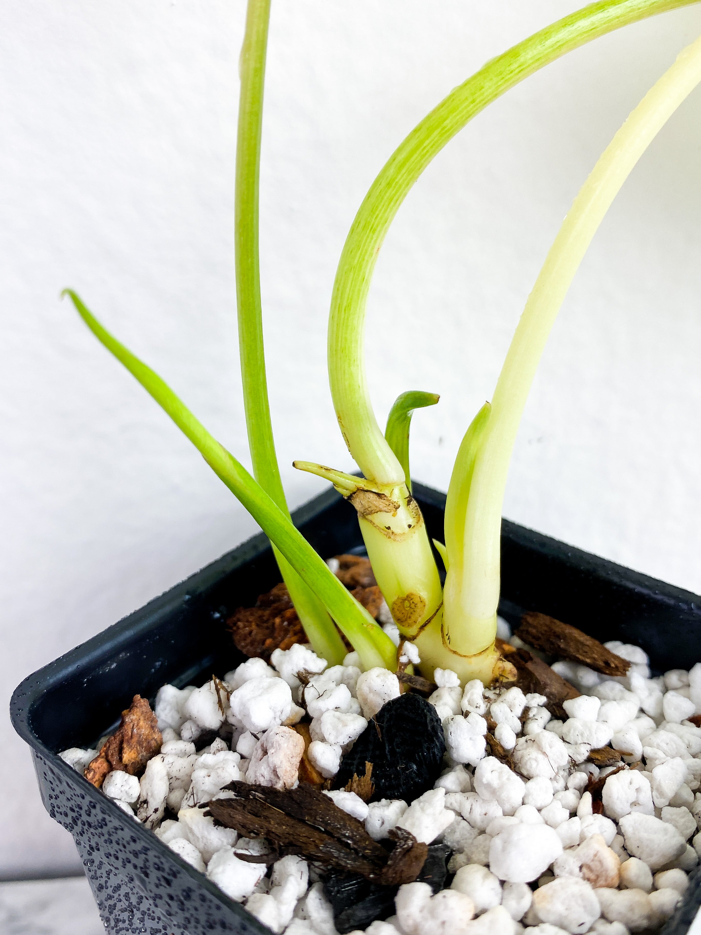 Philodendron Burle Marx Variegata Rooted 2 leaves and 3 sprouts