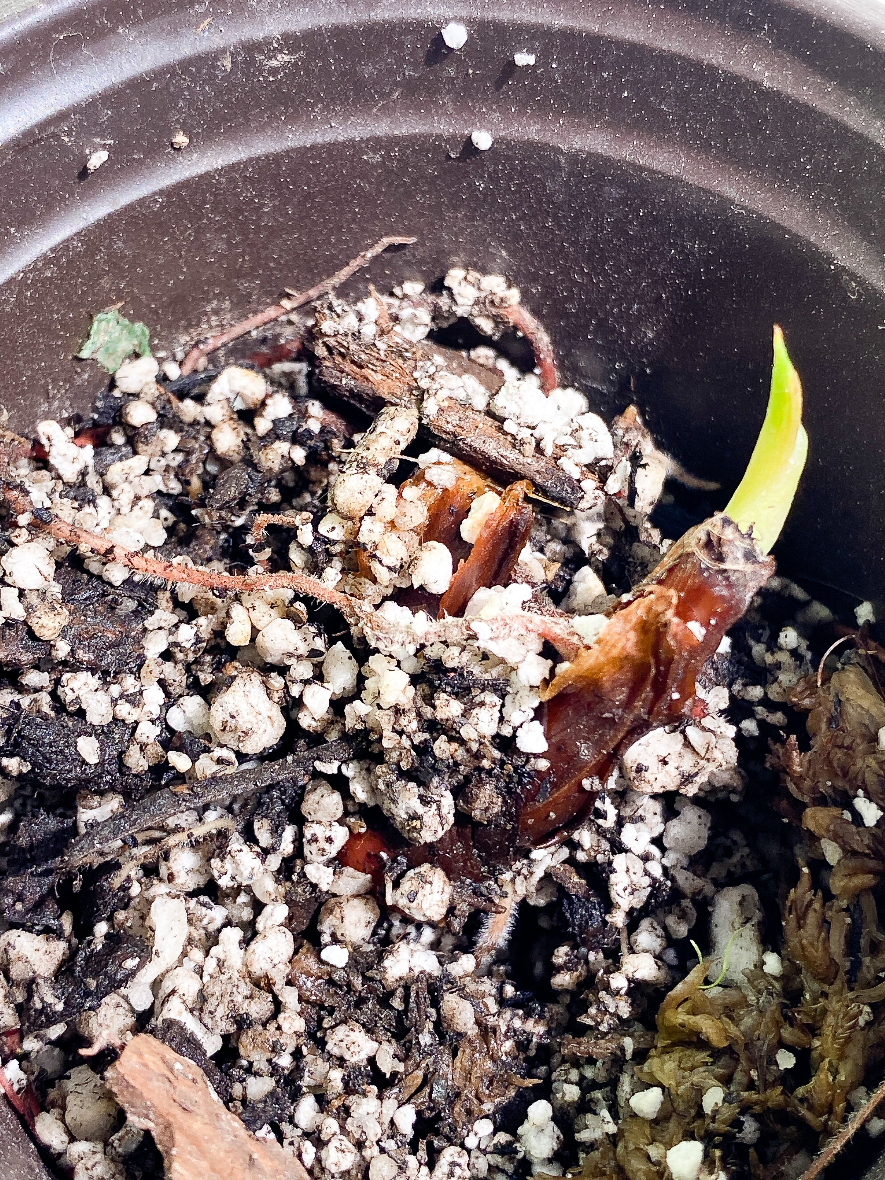 Philodendron plowmanii 1 sprout Rooted                 