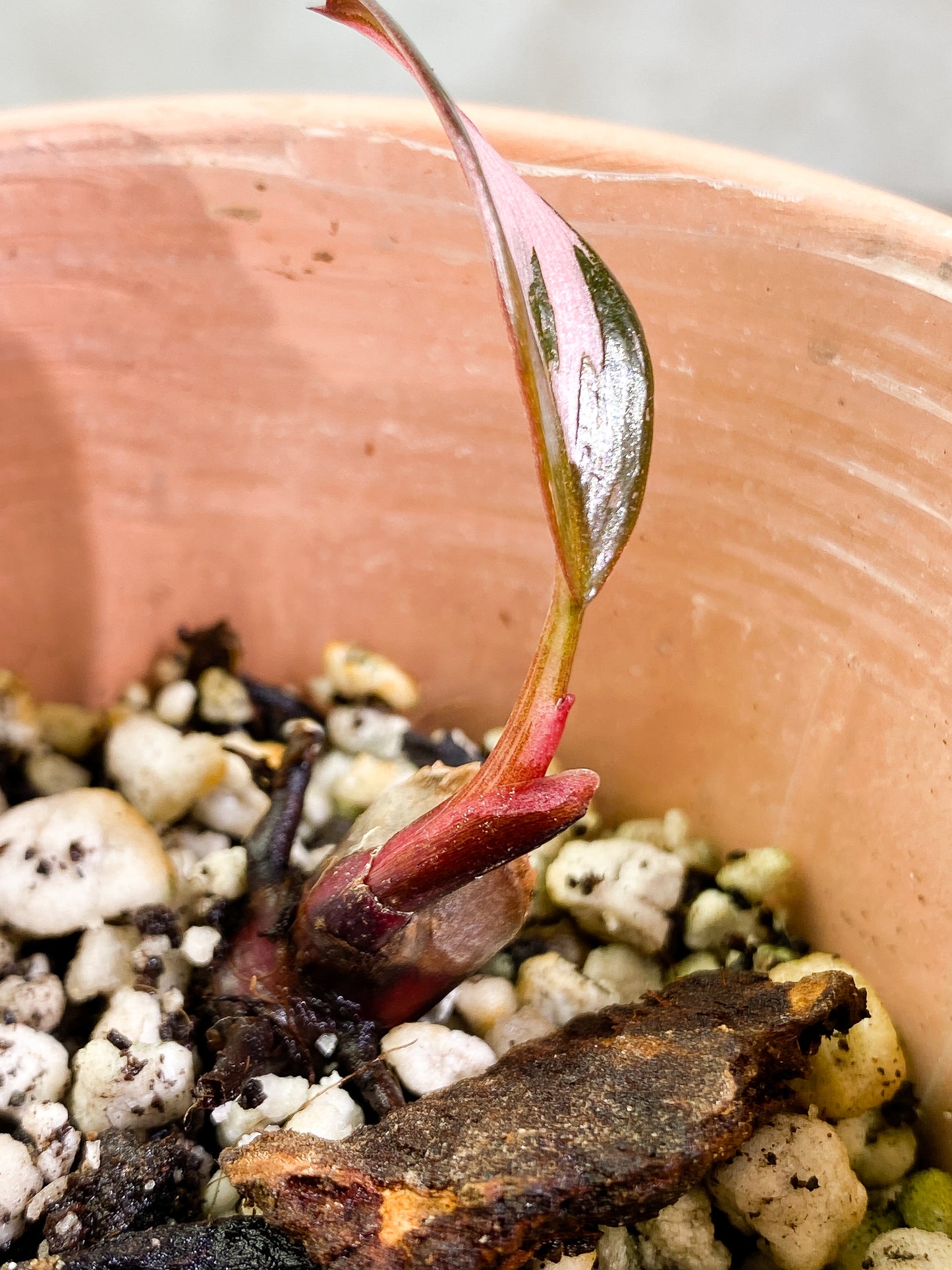 Philodendron Pink Princess Dark Cherry Rooted 1 leaf
