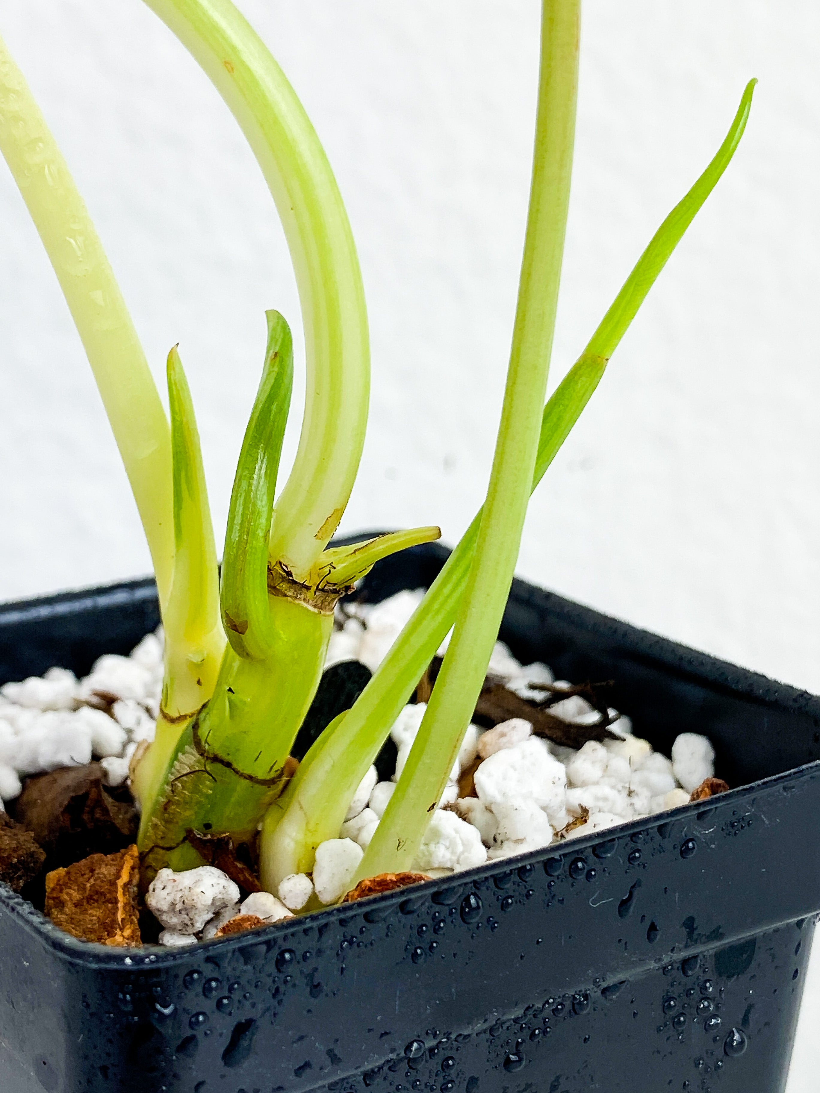 Philodendron Burle Marx Variegata Rooted 2 leaves and 3 sprouts