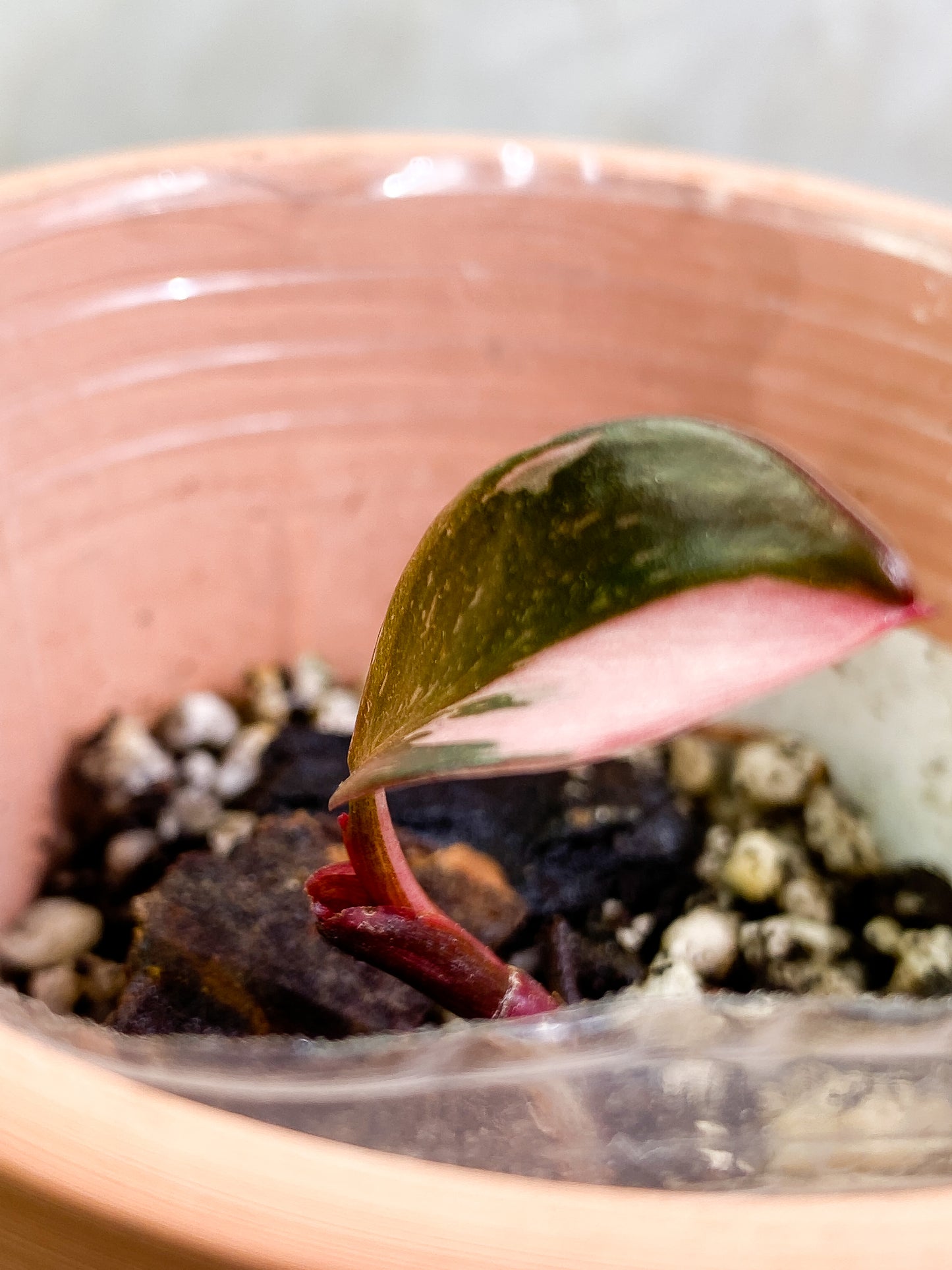 Philodendron Pink Princess Dark Cherry Rooted 1 leaf