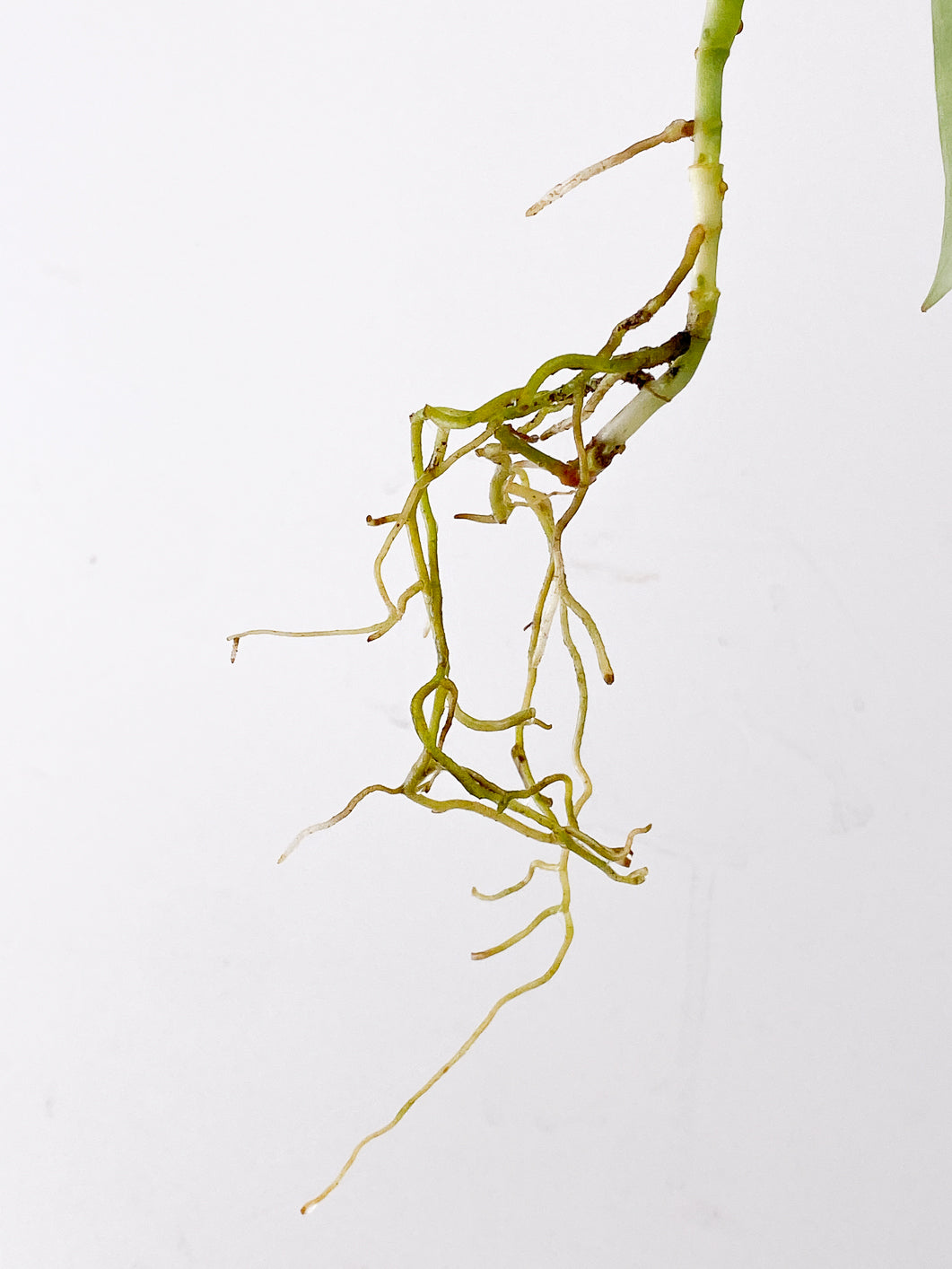 Scindapsus Platinum 3 leaves