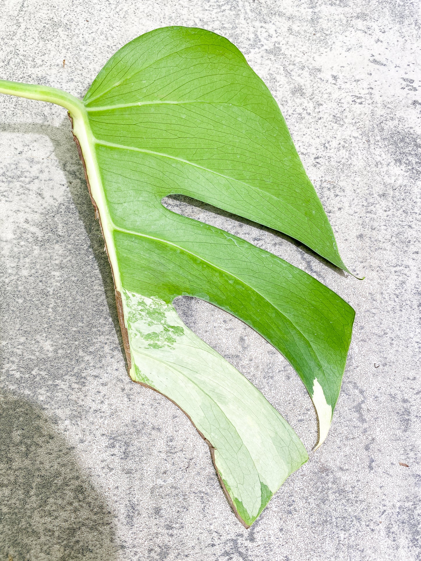 Monstera Aurea 1 leaf 1 growth point rooting