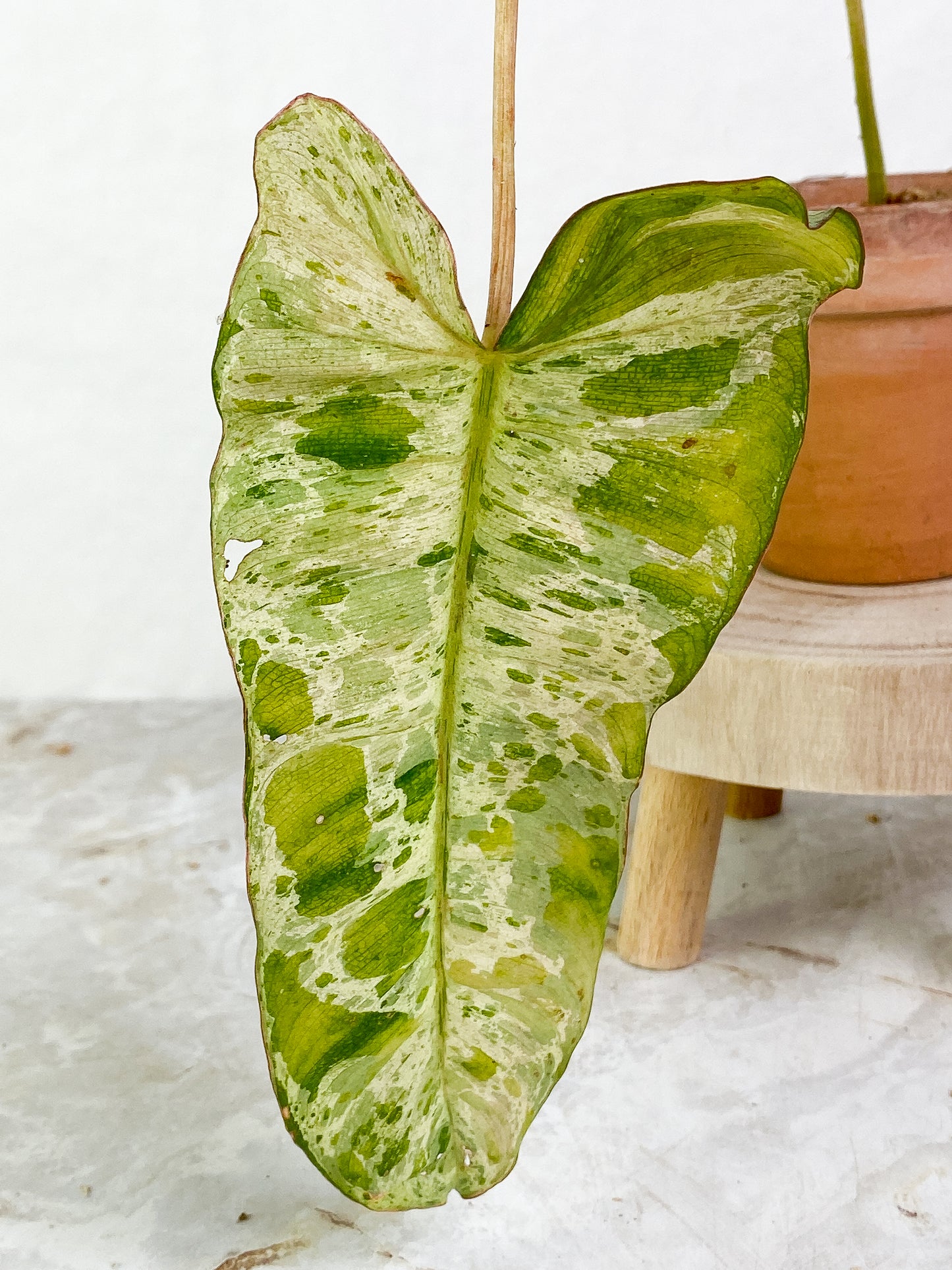 Philodendron Paraiso Verde 1 leaf rooted