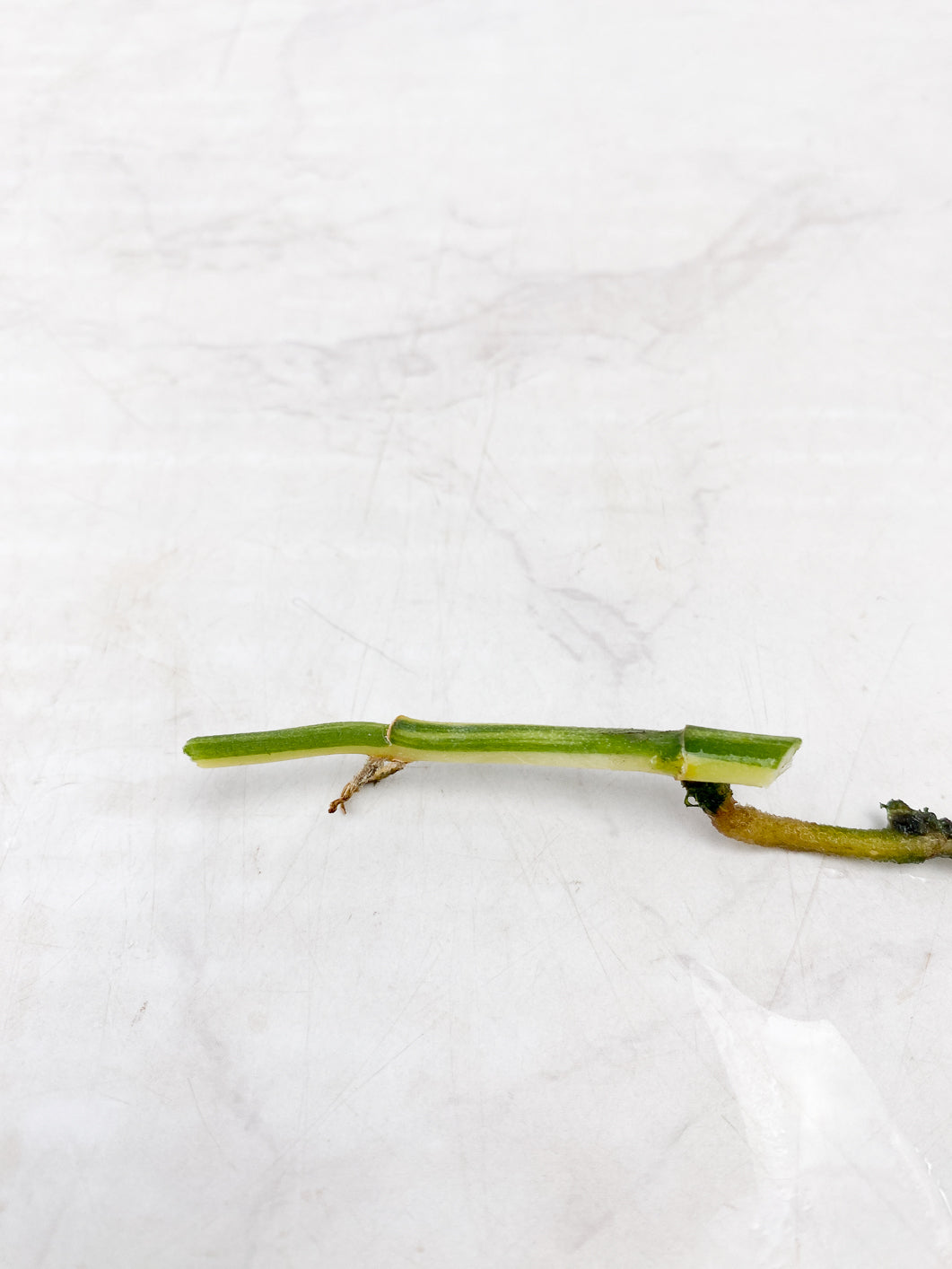 Scindapsus Jade Satin Variegated Node