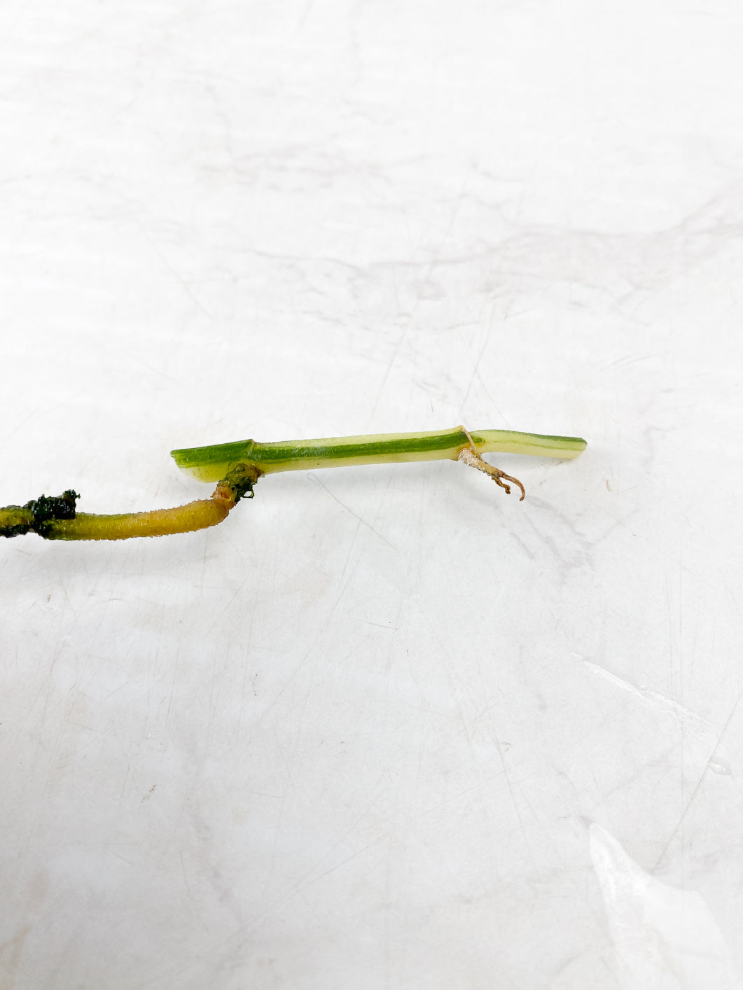 Scindapsus Jade Satin Variegated Node