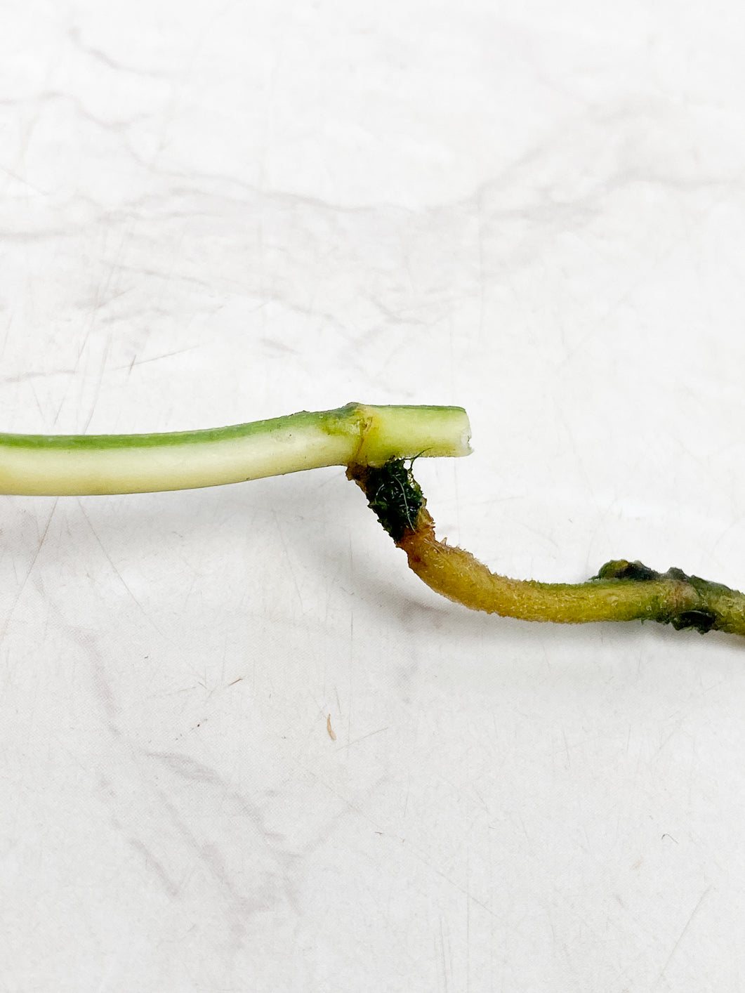 Scindapsus Jade Satin Variegated Node