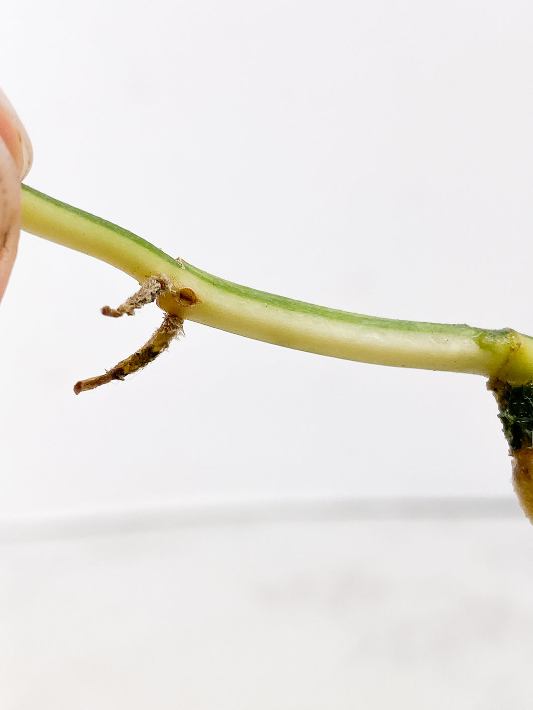 Scindapsus Jade Satin Variegated Node