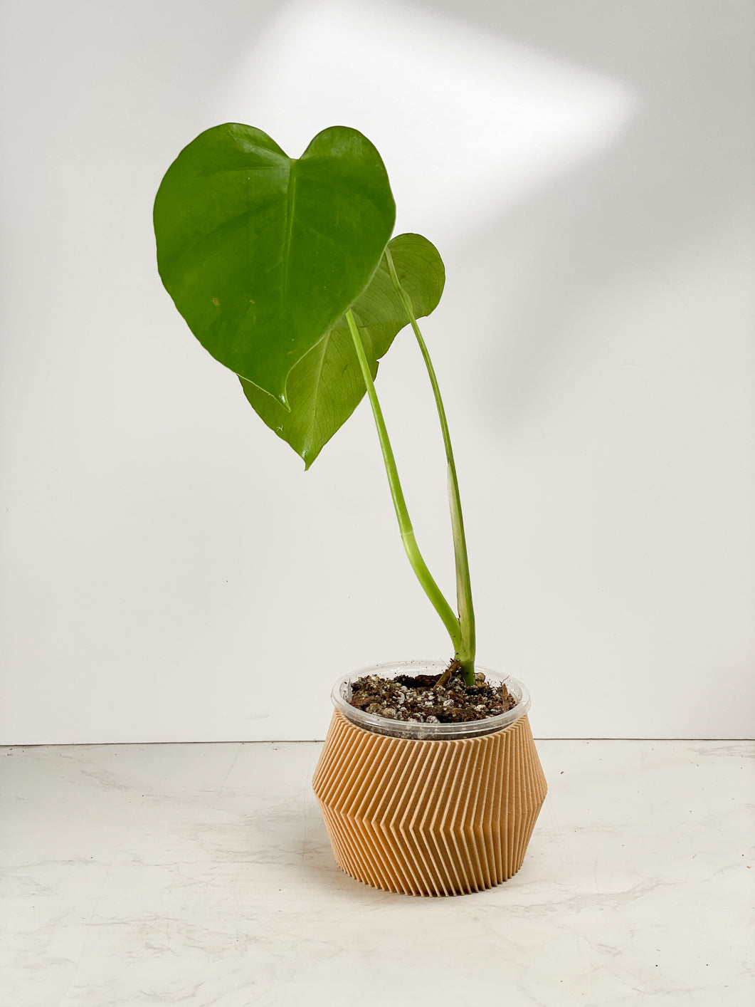 Monstera Sierrana Rooted 2 leaves Top Cutting