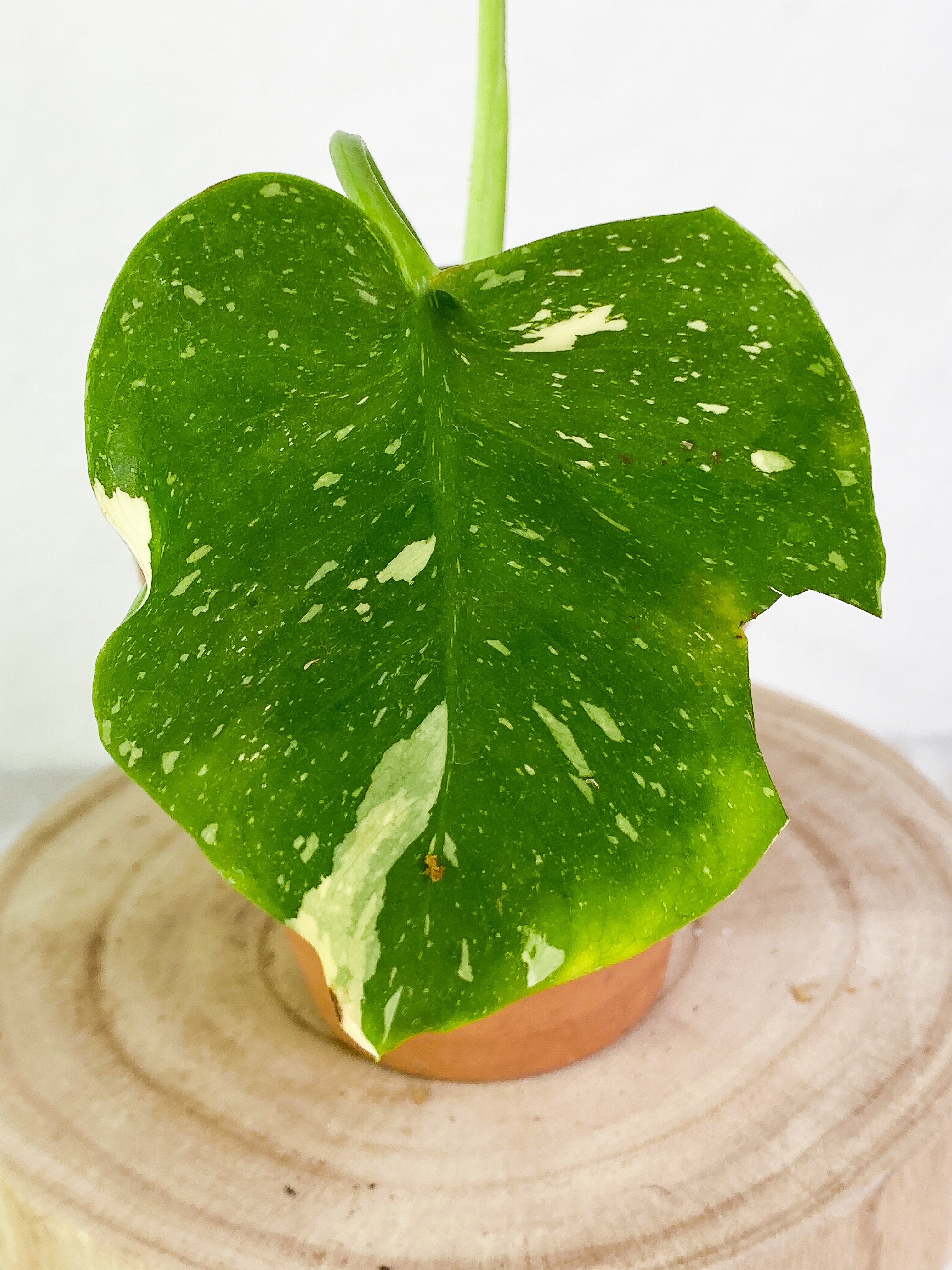 Monstera Thai Constellations Slightly Rooted 2 leaves highly variegated