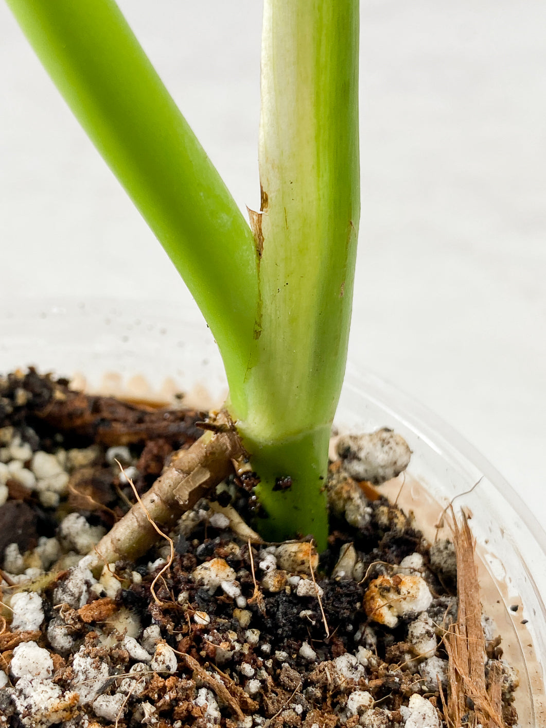 Monstera Sierrana Rooted 2 leaves Top Cutting
