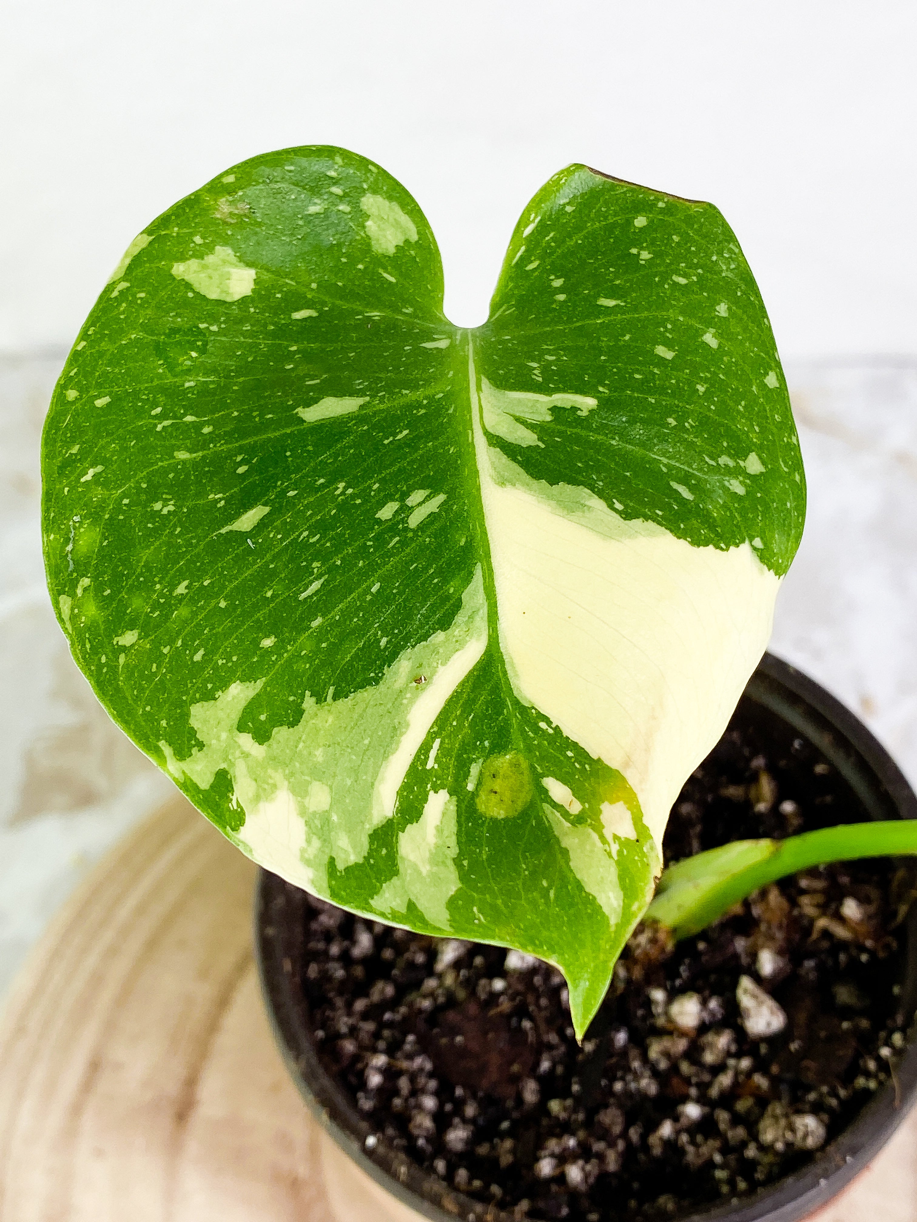 Monstera Thai Constellations Slightly Rooted 2 leaves highly variegated