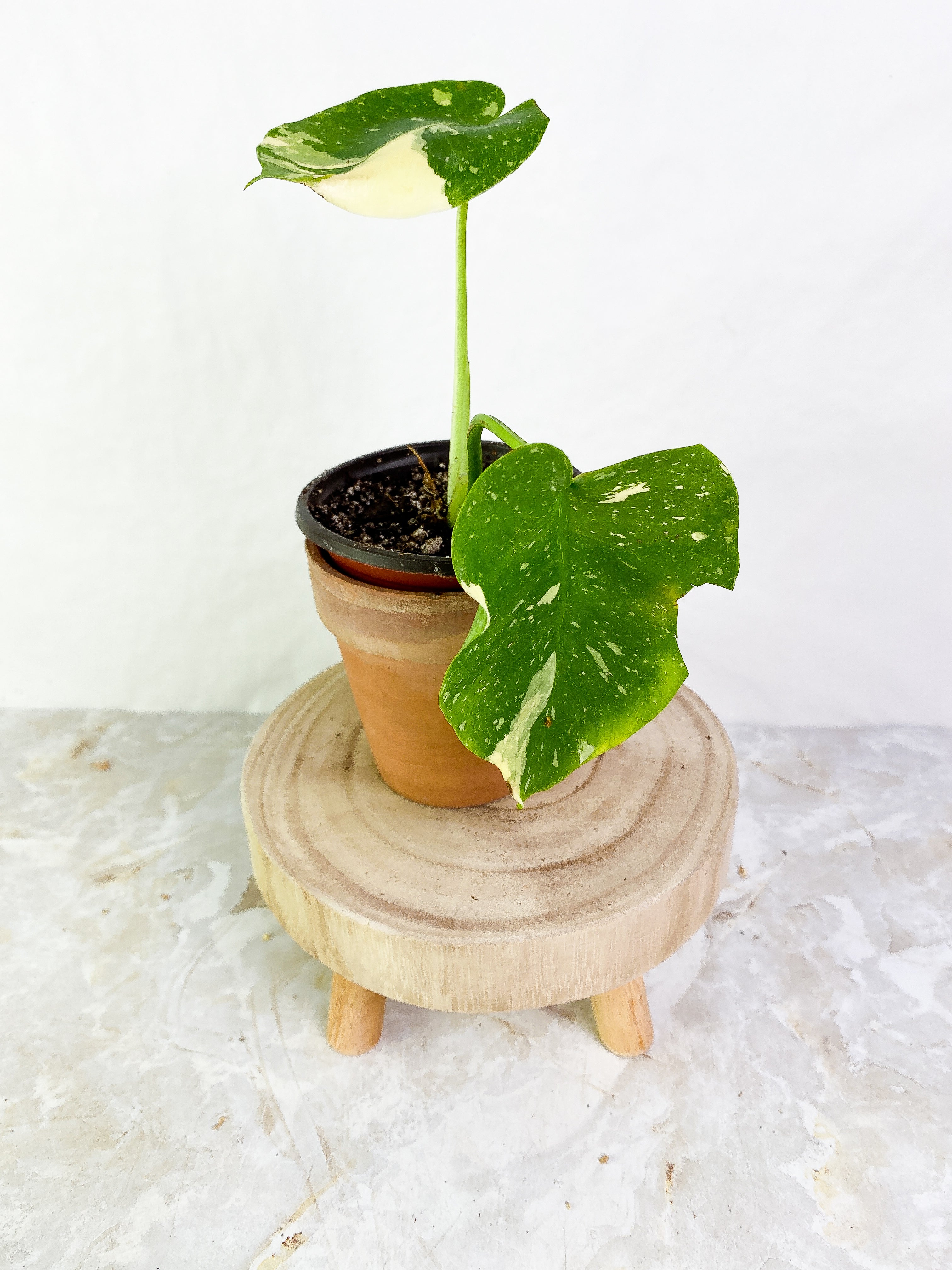 Monstera Thai Constellations Slightly Rooted 2 leaves highly variegated